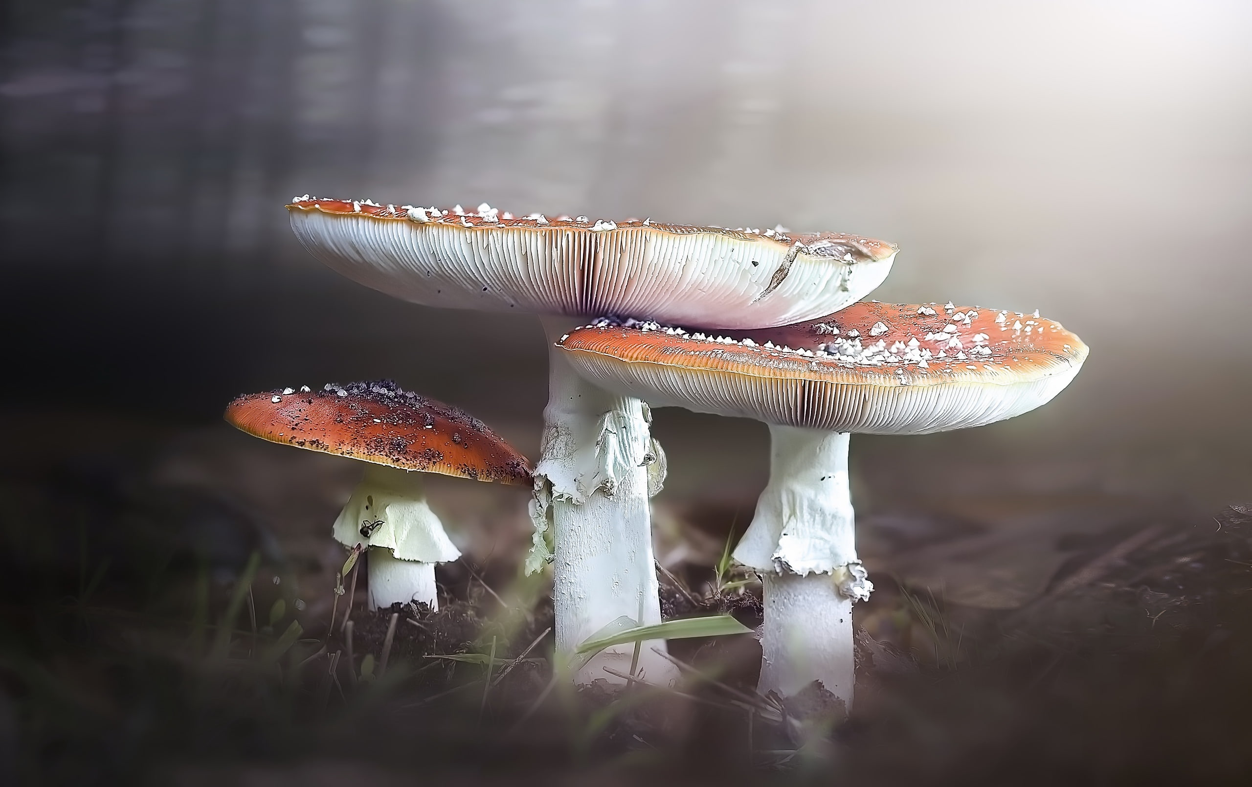 no people, beauty in nature, close-up, surface level, nature, fly agaric mushroom, red, vegetable, growth, day, fungus, poisonous, white, edible mushroom, HD Wallpaper