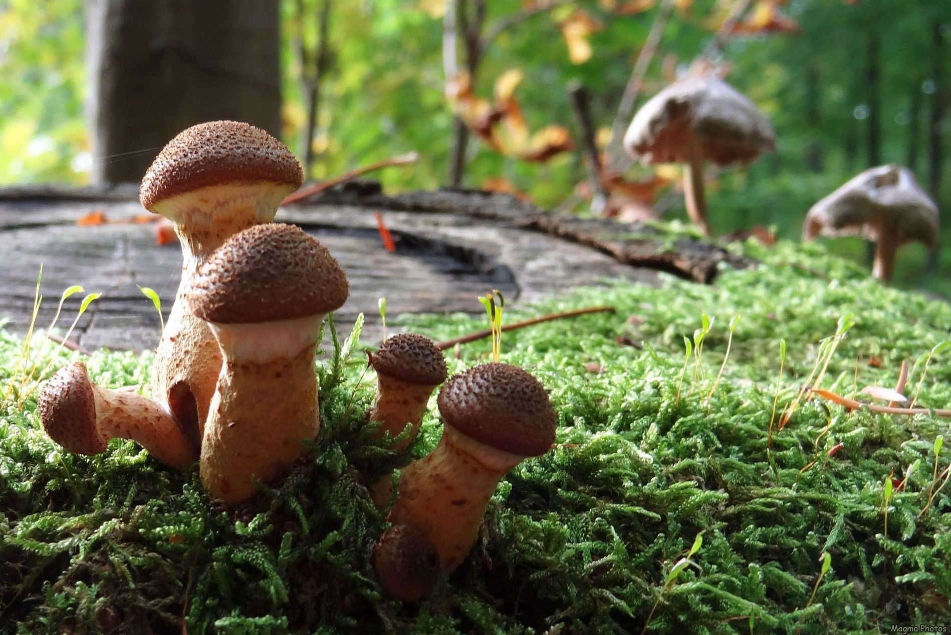 tree, nature, fungus, selective focus, day, edible mushroom, vegetable, green color, food, land, focus on foreground, growth, close-up, plant, 720P, toadstool, HD Wallpaper