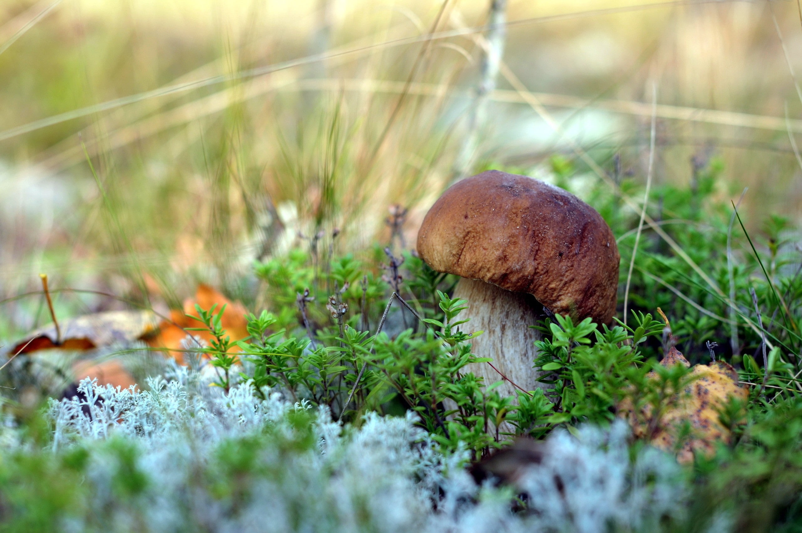 vegetable, fungus, plant, day, outdoors, surface level, macro, nature, moss, grass, beauty in nature, toadstool, no people, growth, field, 2K, close-up, HD Wallpaper