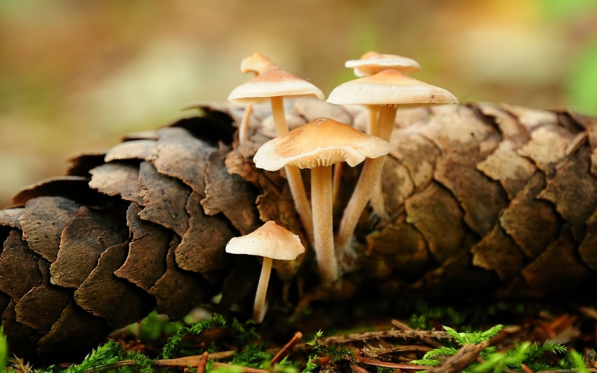 tree, plant, forest, growth, food, land, day, fragility, edible mushroom, vulnerability, beauty in nature, toadstool, no people, nature, 1080P, outdoors, HD Wallpaper