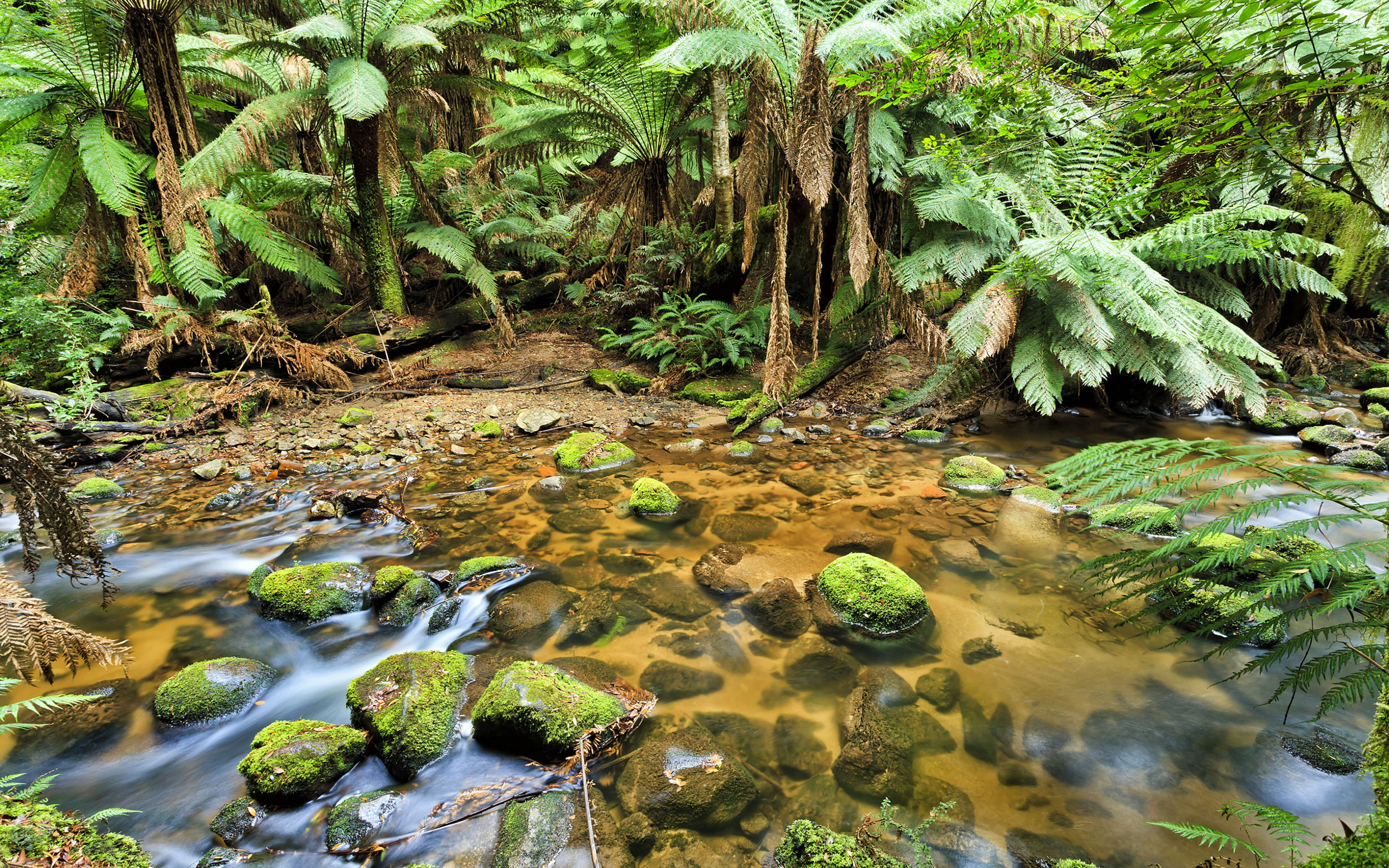 growth, no people, rainforest, 4K, tree, green color, nature, tranquility, plant, flowing, flowing water, stones, forest, beauty in nature, hd, australia, HD Wallpaper