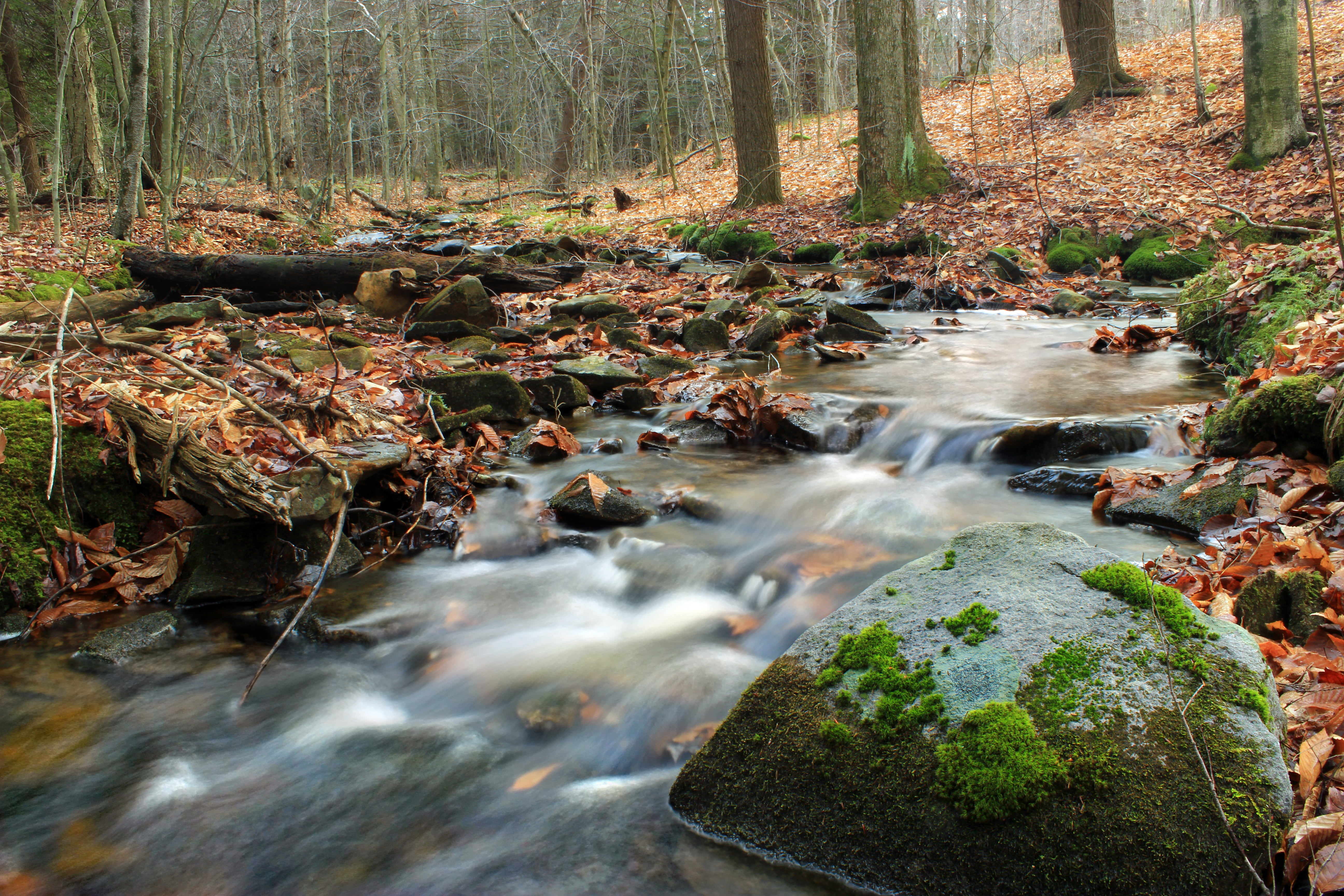 middle, creek, landscape, moss, leaf litter, waterfall, Pennsylvania, cascades, water, Nature Trail, East Branch, 5K, river, scenics, time lapse, trees, HD Wallpaper