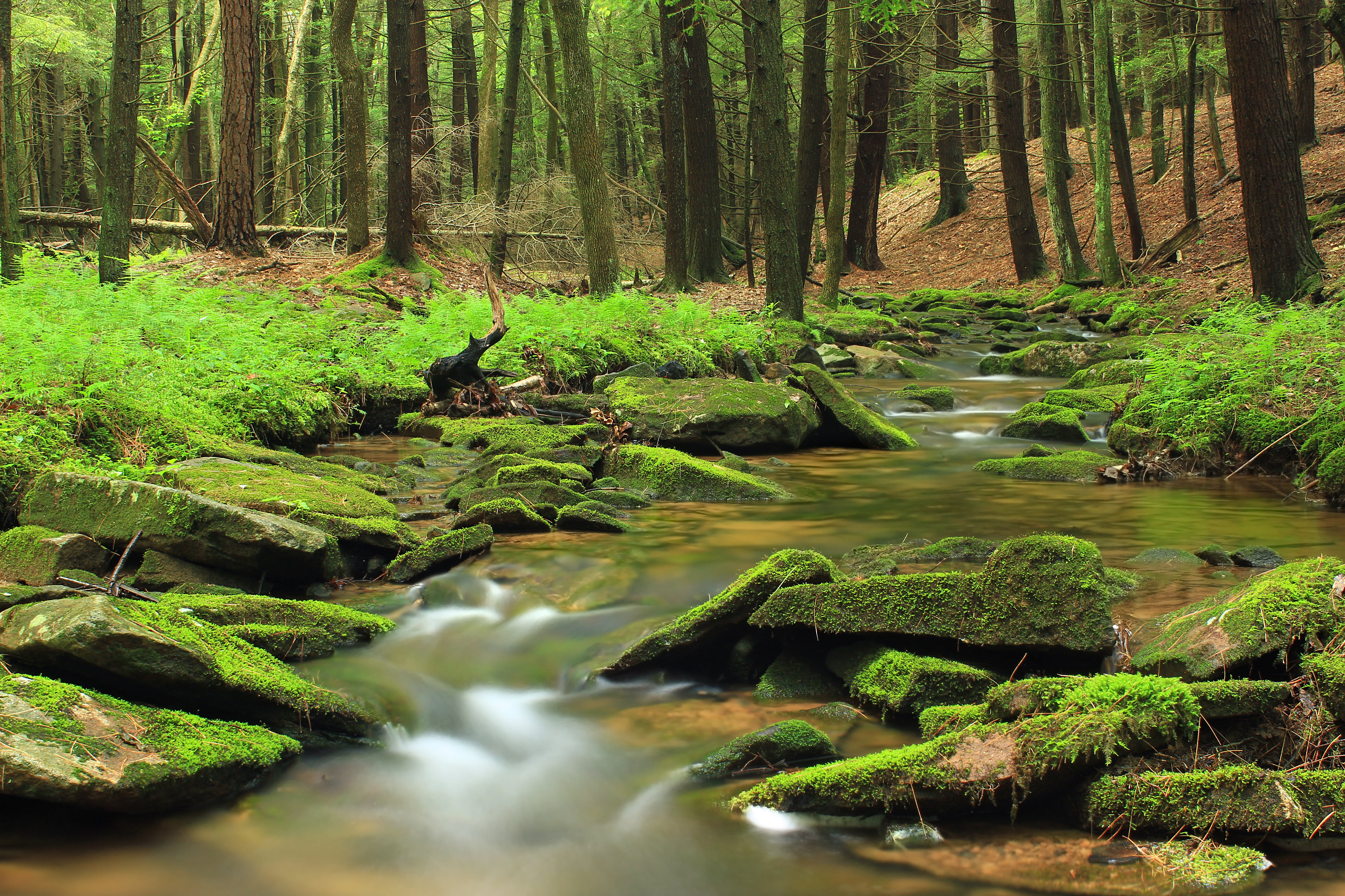 waterfall, understory, Mid State Trail, nature, timelapse, freshness, vegetation, plant, coniferous, riparian, Wilds, forest, undergrowth, river, stream, HD Wallpaper