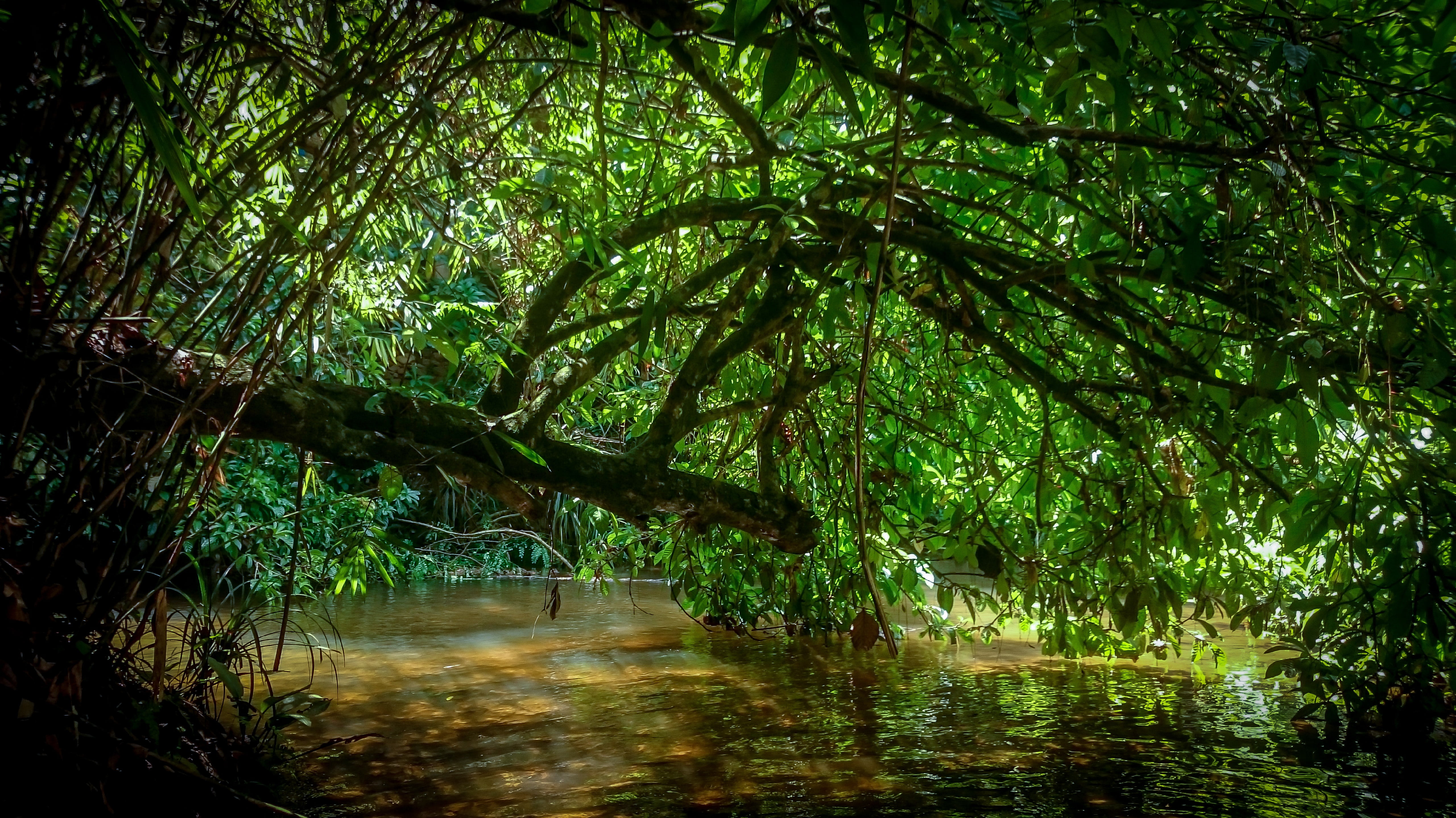 plant, green color, beauty in nature, day, water, tranquility, rainforest, lush foliage, tree, growth, nature, green, waterfront, land, forest, no people, HD Wallpaper