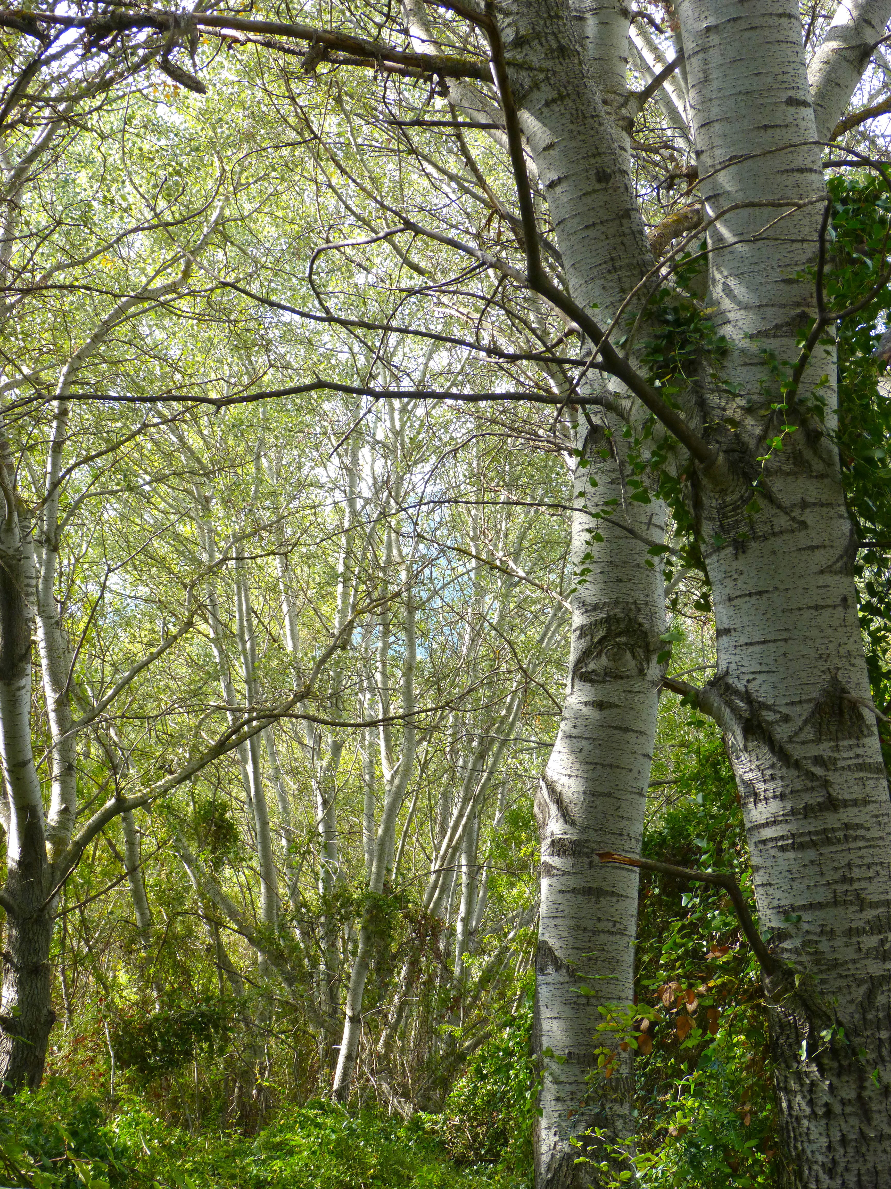 alameda, 4K, alber, tranquility, branch, beauty in nature, land, woodland, bamboo - plant, low angle view, riparian forest, populus alba, no people, white poplar, Phone HD Wallpaper
