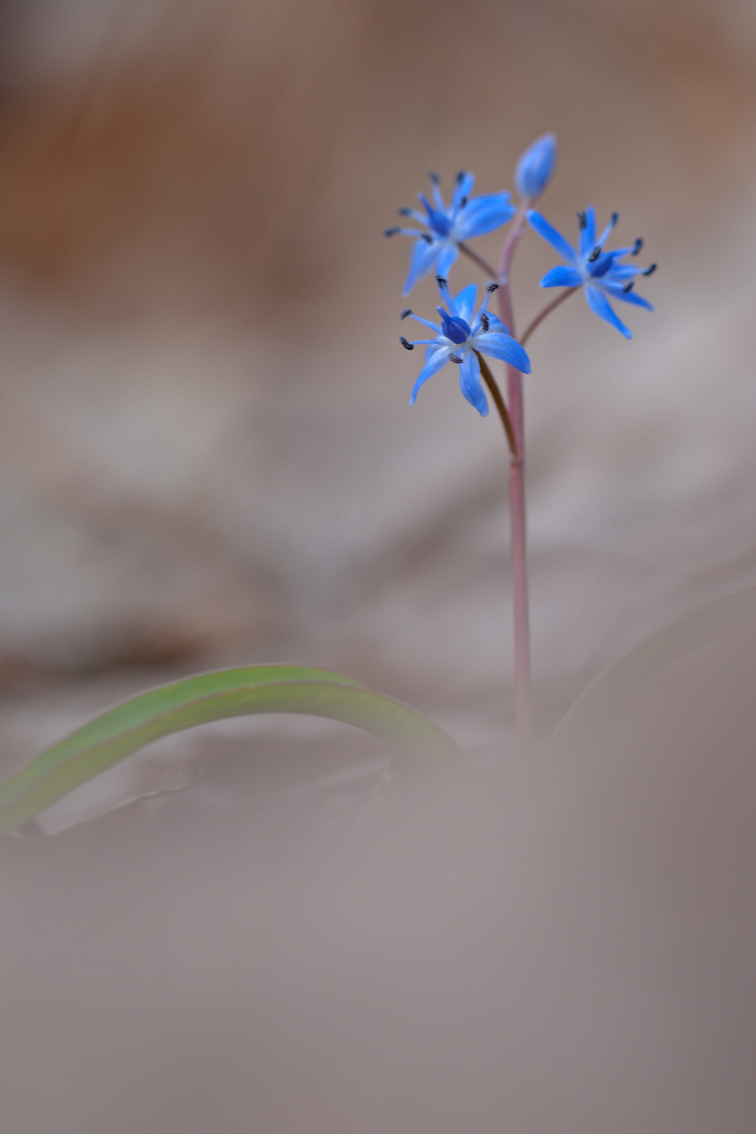 focus on foreground, asparagaceae, plant, forest flower, nature, blue, forest plant, no people, riparian zone, 2K, fragrance, outdoors, early bloomer, Phone HD Wallpaper