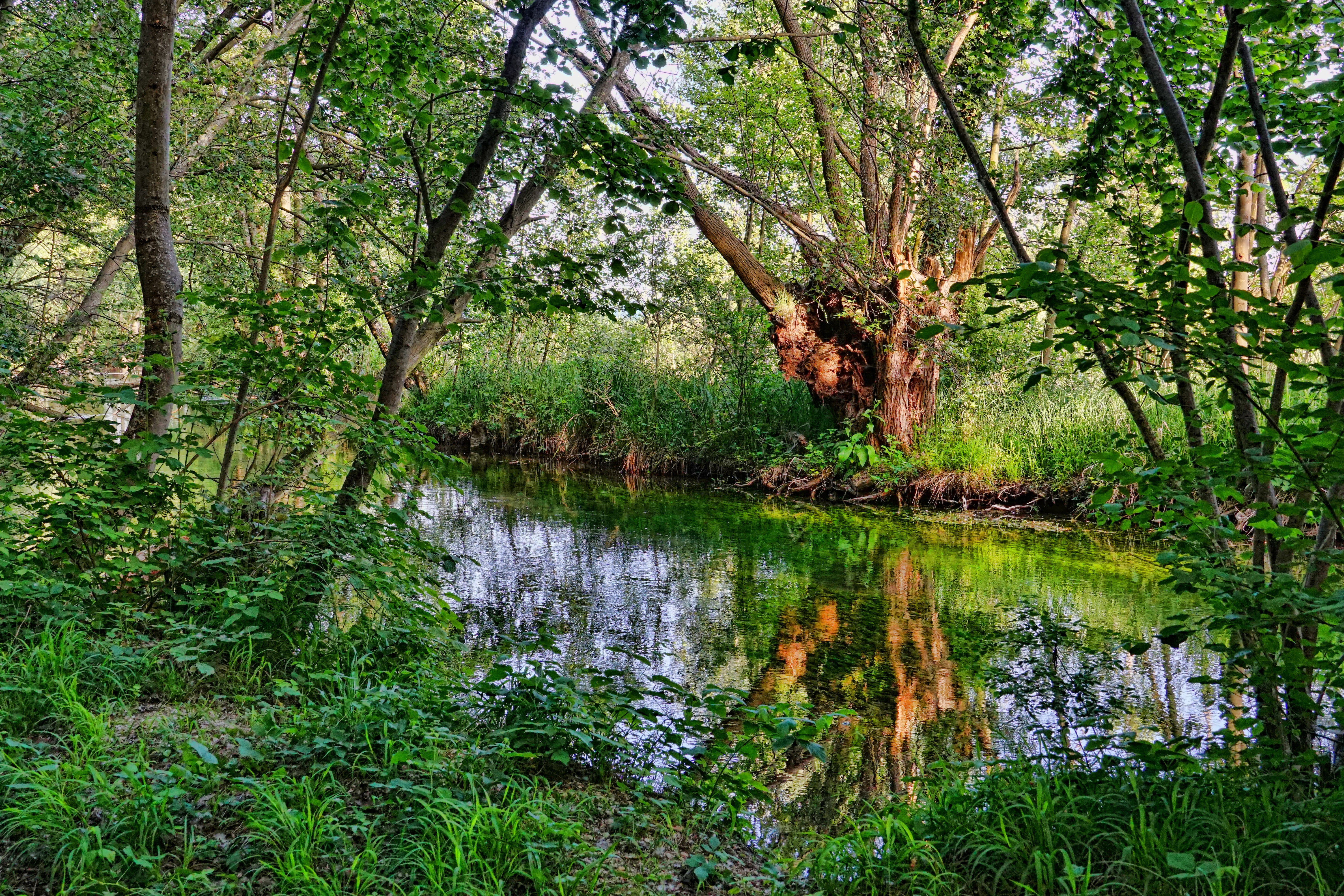 landscape, trees, riparian zone, waters, beauty in nature, water, land, lake, 5K, forest, woodland, plant, reflection, growth, plants, tranquility, day, HD Wallpaper