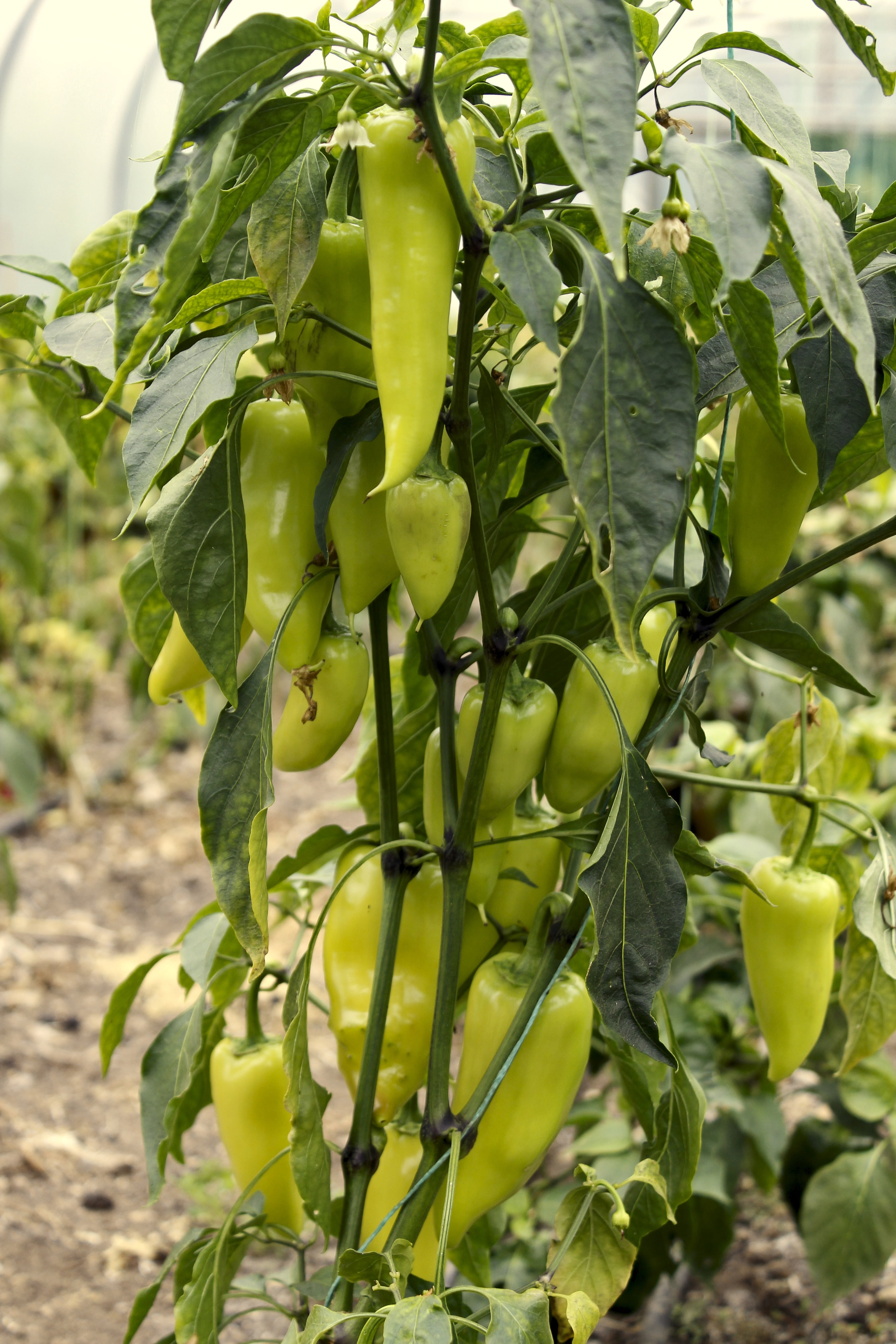 farm, tree, organic, freshness, natural, plant part, food, leaves, green, plant, fresh, 5K, growth, crispy, yellow, chillies, vegetable, peppers, soil, Phone HD Wallpaper