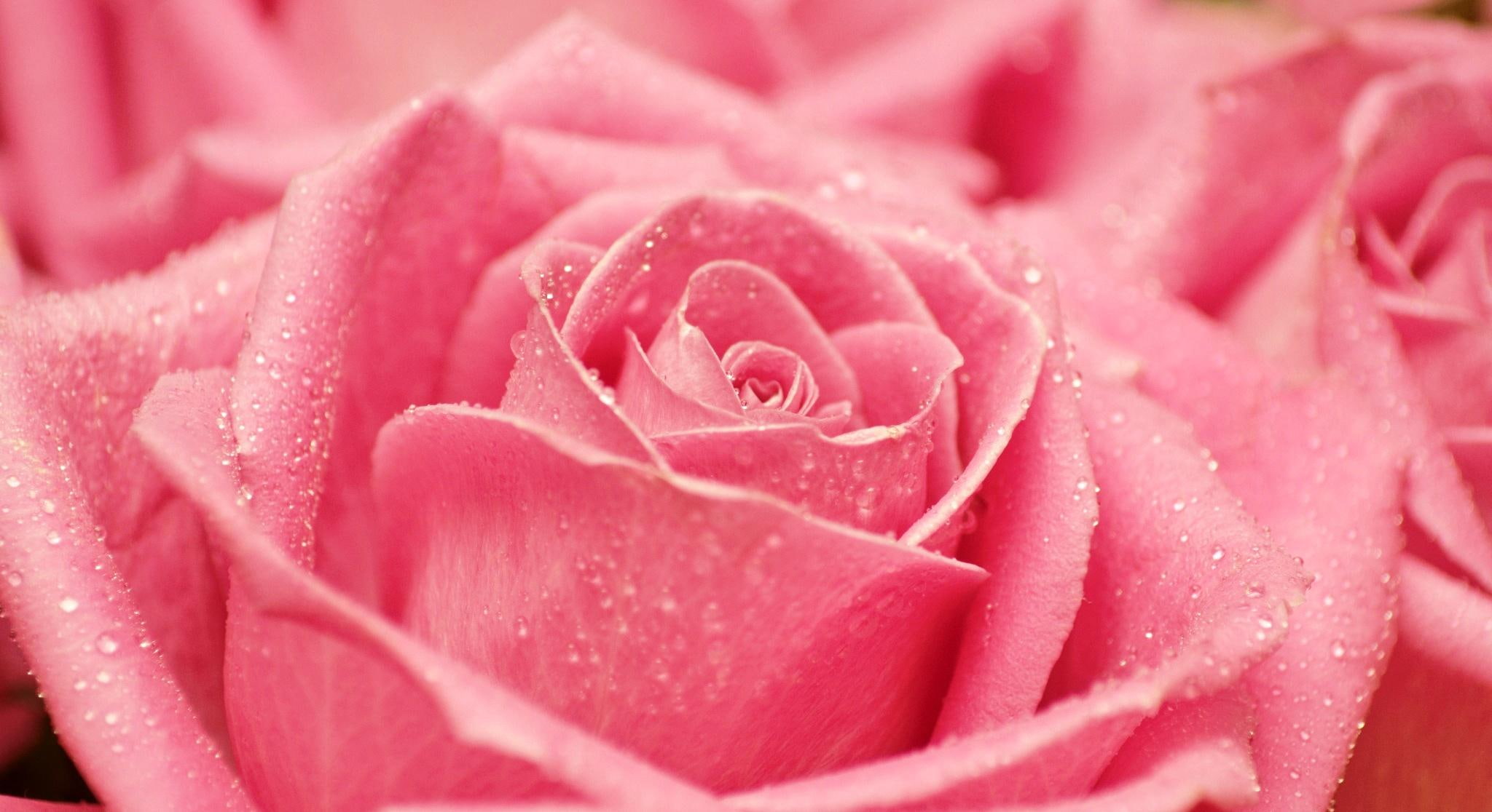 nice, crispy, 1080P, rose, pink, nature and landscapes, fresh, HD Wallpaper
