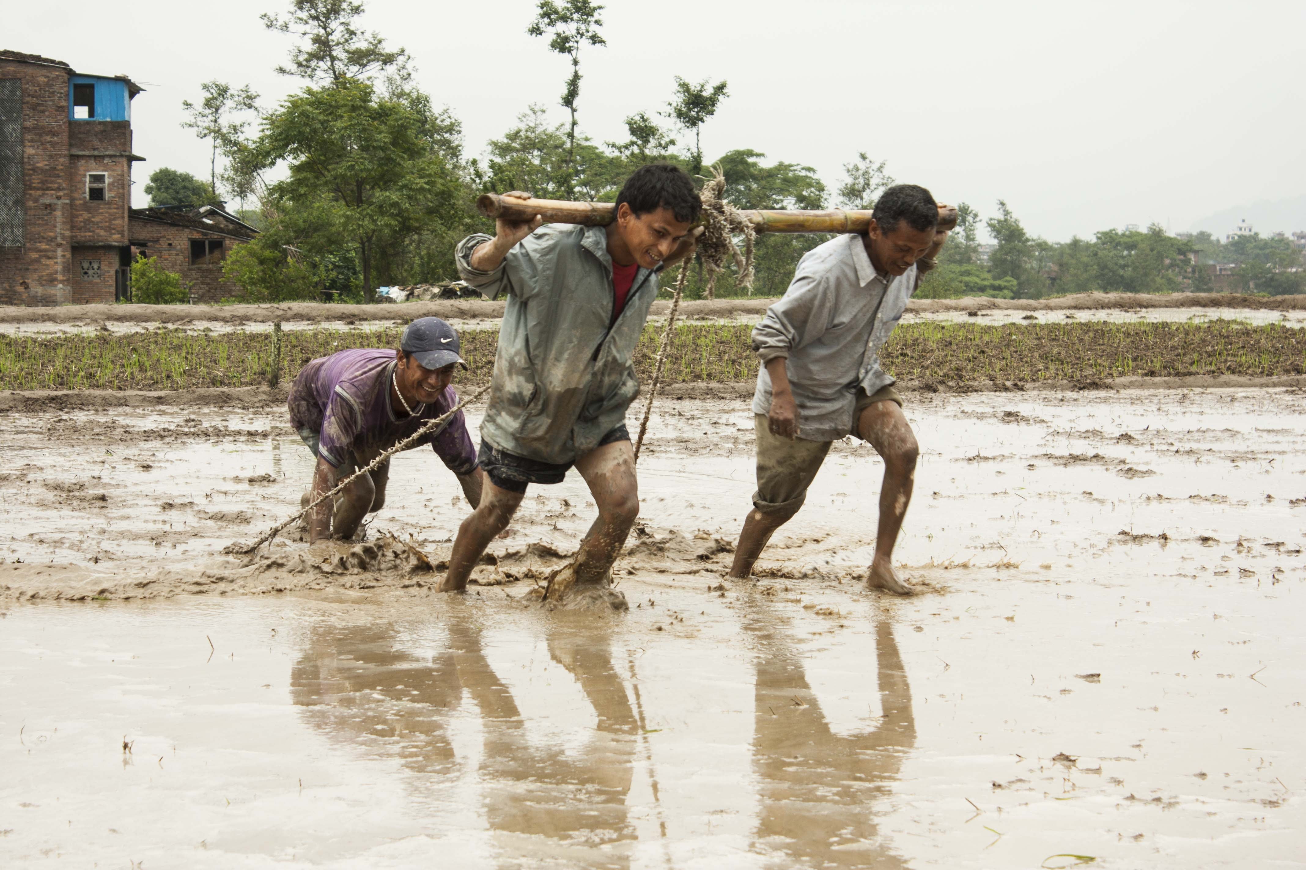 pets, plantations, occupation, rice terraces, water, mammal, livestock, splashing, people, three, real people, nepal, cultivation, rice ladle, mud, rice plantations, HD Wallpaper