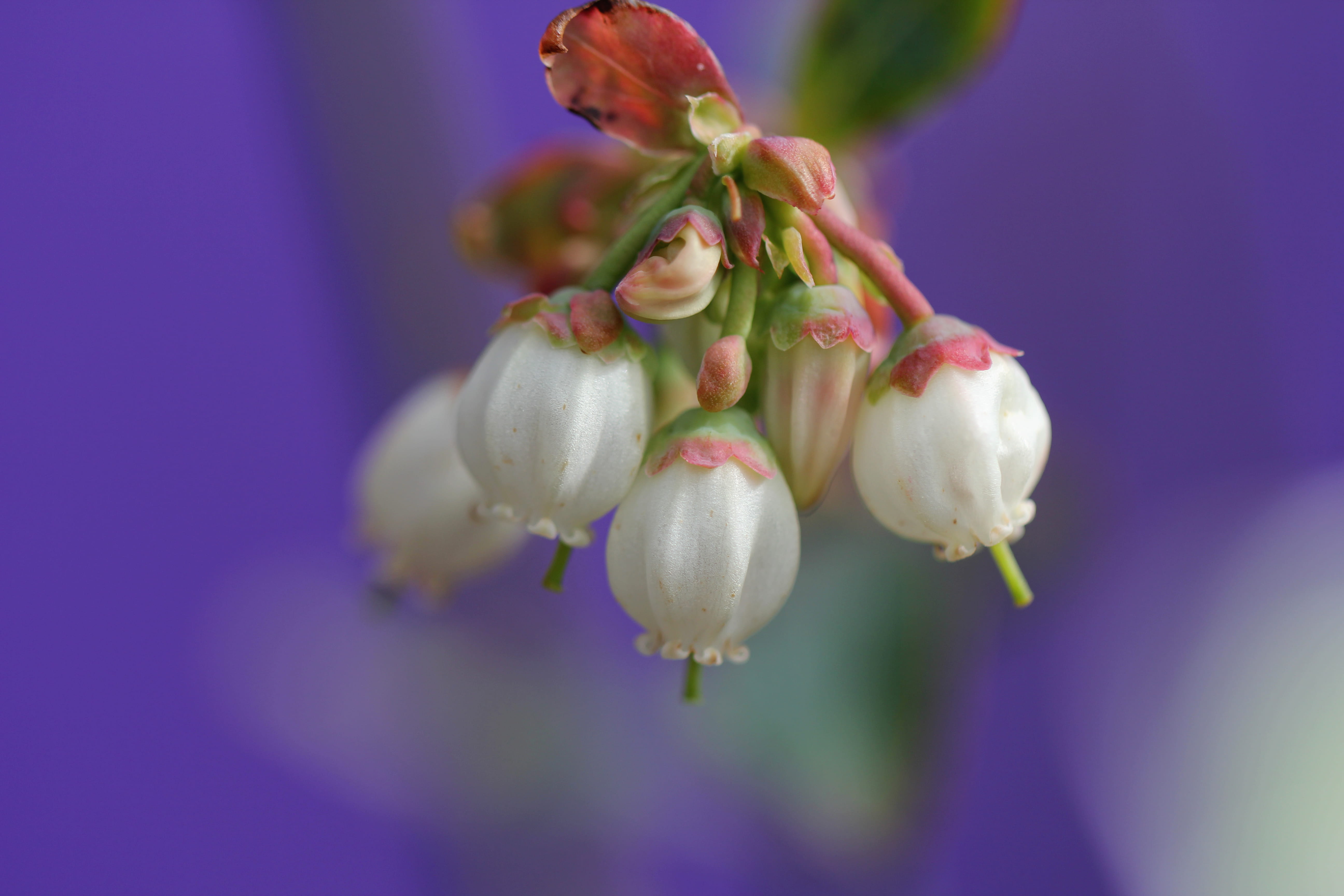 studio shot, blueberries, purple, focus on foreground, petal, nature, colored background, blossoms, antioxidant, beauty in nature, blueberry, flowering plant, HD Wallpaper