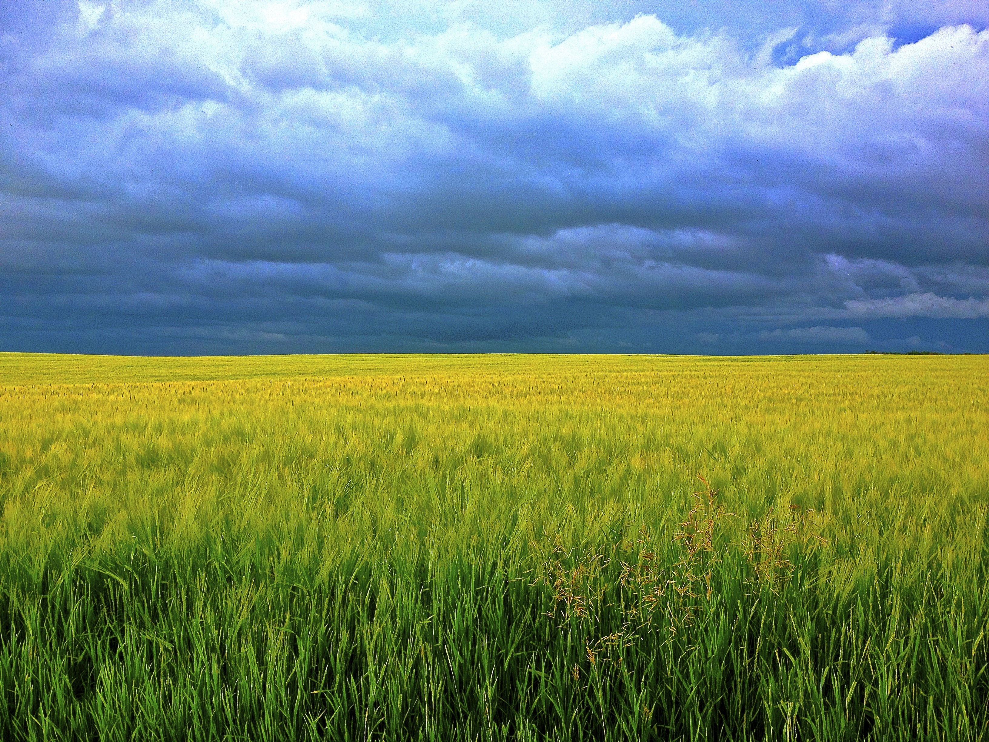 natural, day, cereal, summer, meadow, healthy, scenics - nature, outdoors, countryside, grain, farming, clouds, crop, sky, beauty in nature, field, season, HD Wallpaper