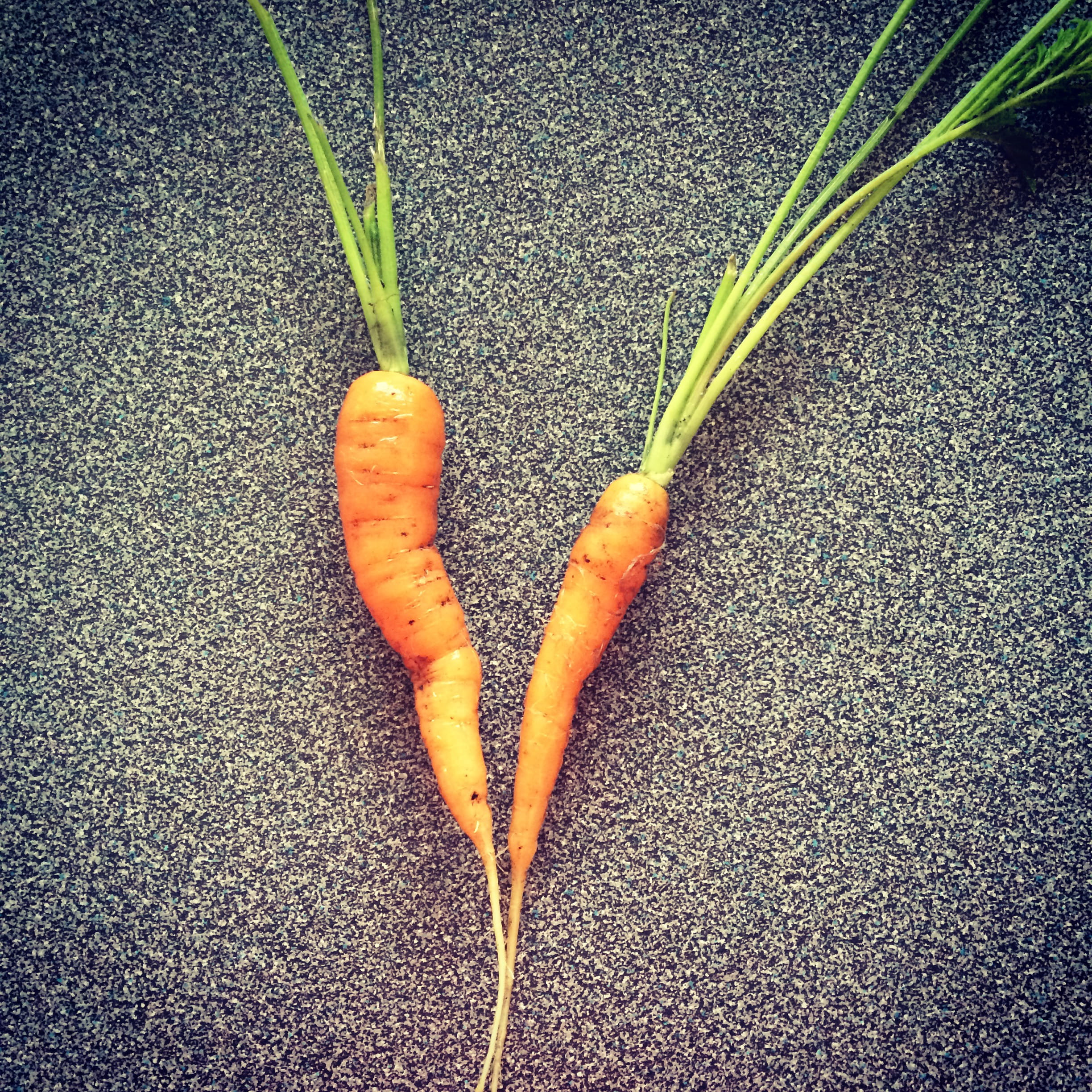 day, carrots, health and fitness, vegetables, healthy, plant stem, no people, united kingdom, carrot, foodie, close-up, bradford-on-avon, growth, orange color, Phone HD Wallpaper