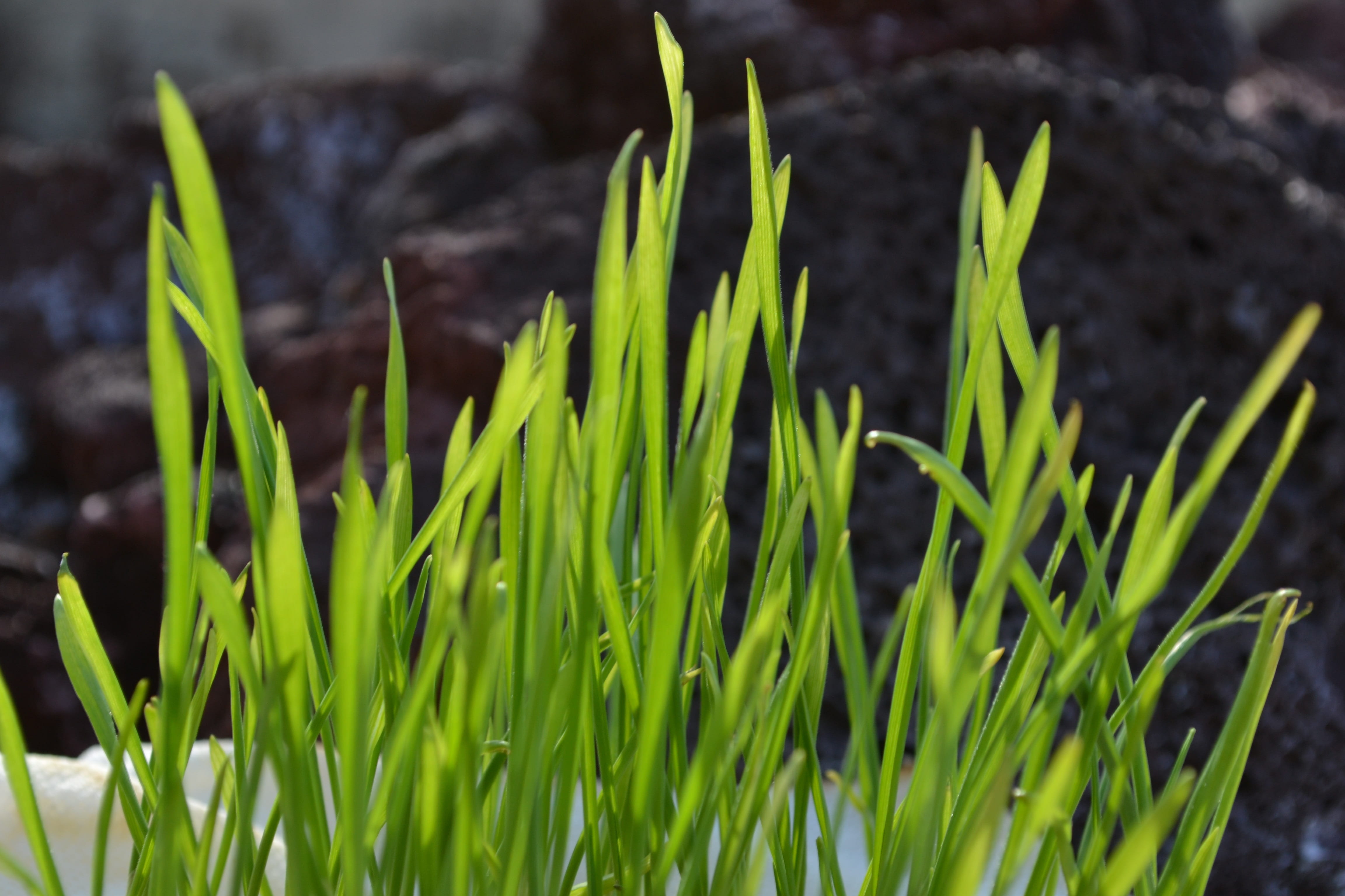 superfood, freshness, nature, growth, focus on foreground, beginnings, grass, close-up, land, outdoors, plant, beauty in nature, wheat, wheatgrass, plant part, HD Wallpaper