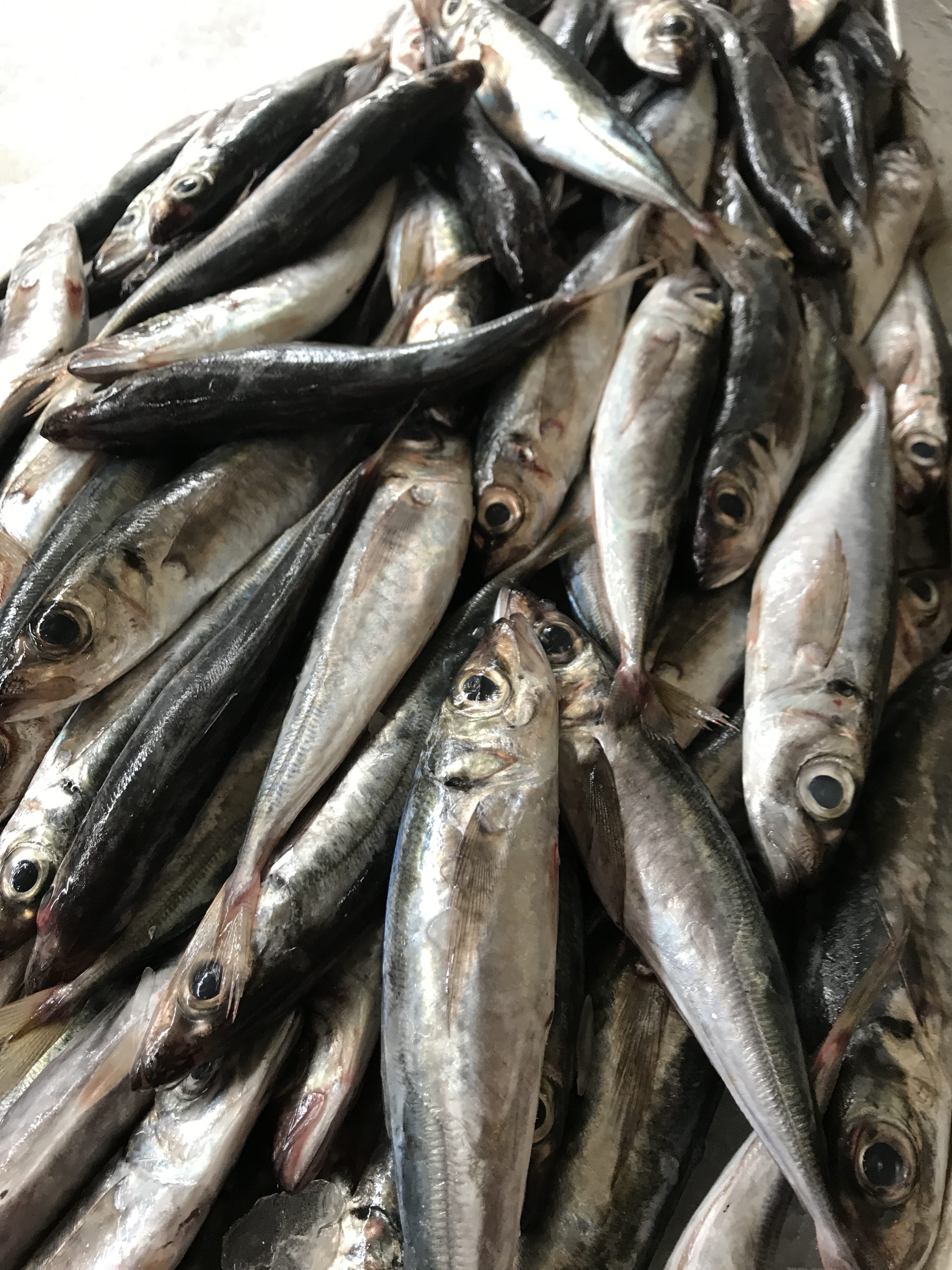 market, abundance, for sale, animal, high angle view, fresh, gourmet, food and drink, 4K, close-up, mediterranean, fish, seafood, freshness, ocean, still life, Phone HD Wallpaper