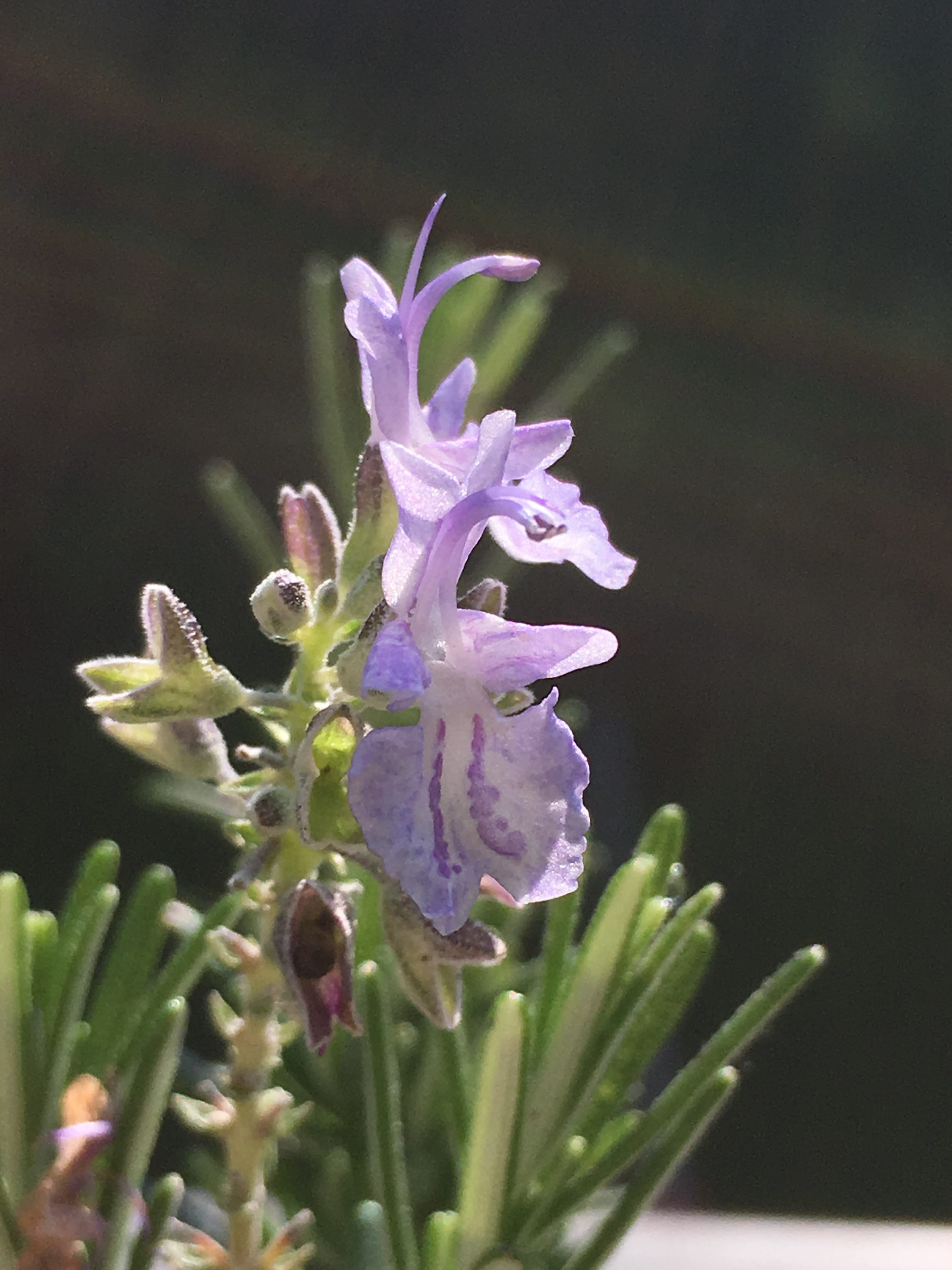 herbs, growth, close up of rosemary, plant stem, purple, petal, fragrant, mediterranean, springtime, culinary herbs, beauty in nature, leaf, medicinal plant, Phone HD Wallpaper