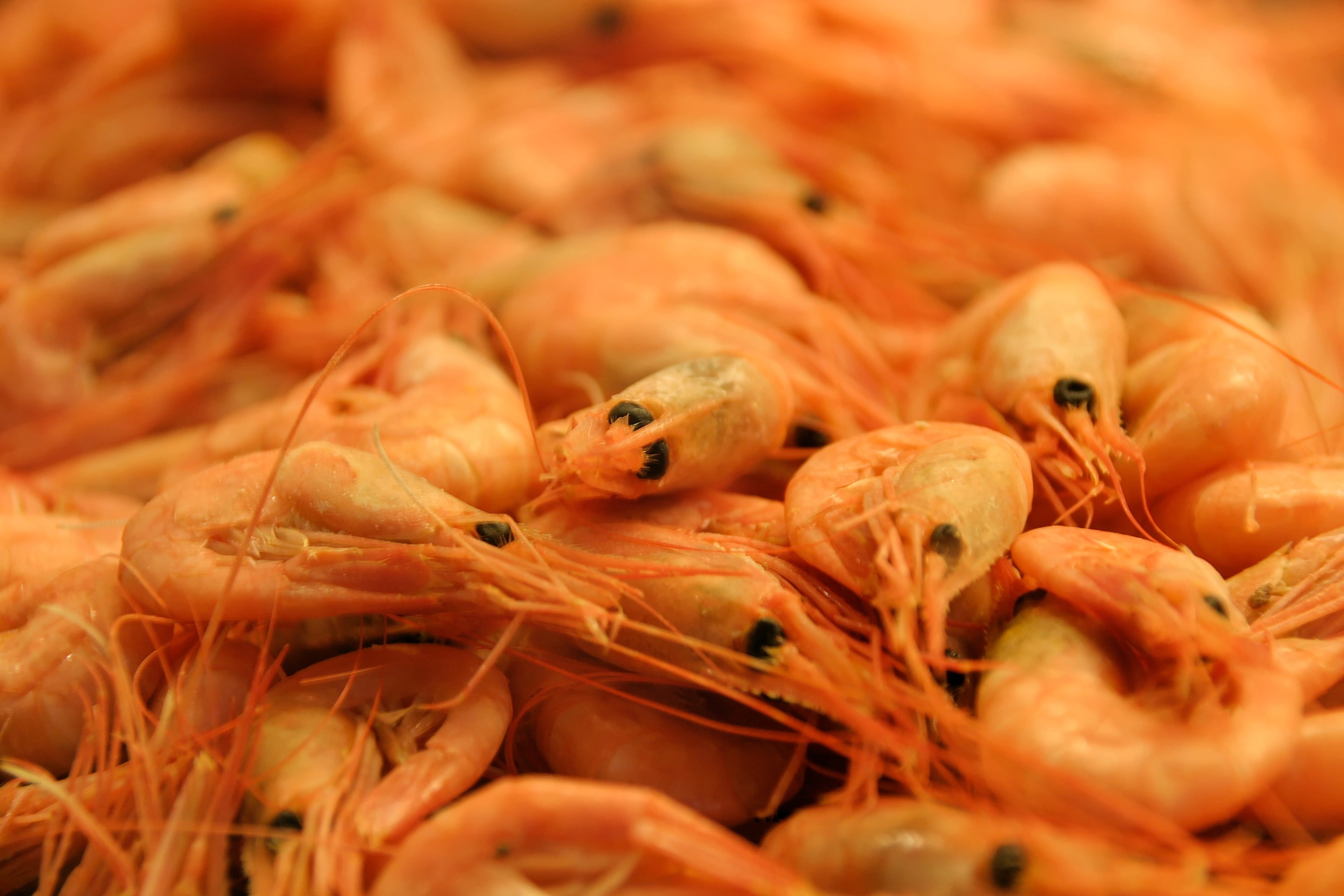 food, fish, animal themes, eat, gourmet, market, freshness, crabs, sea fruit, no people, crustacean, mediterranean cuisine, 2K, animal, indoors, close-up, HD Wallpaper
