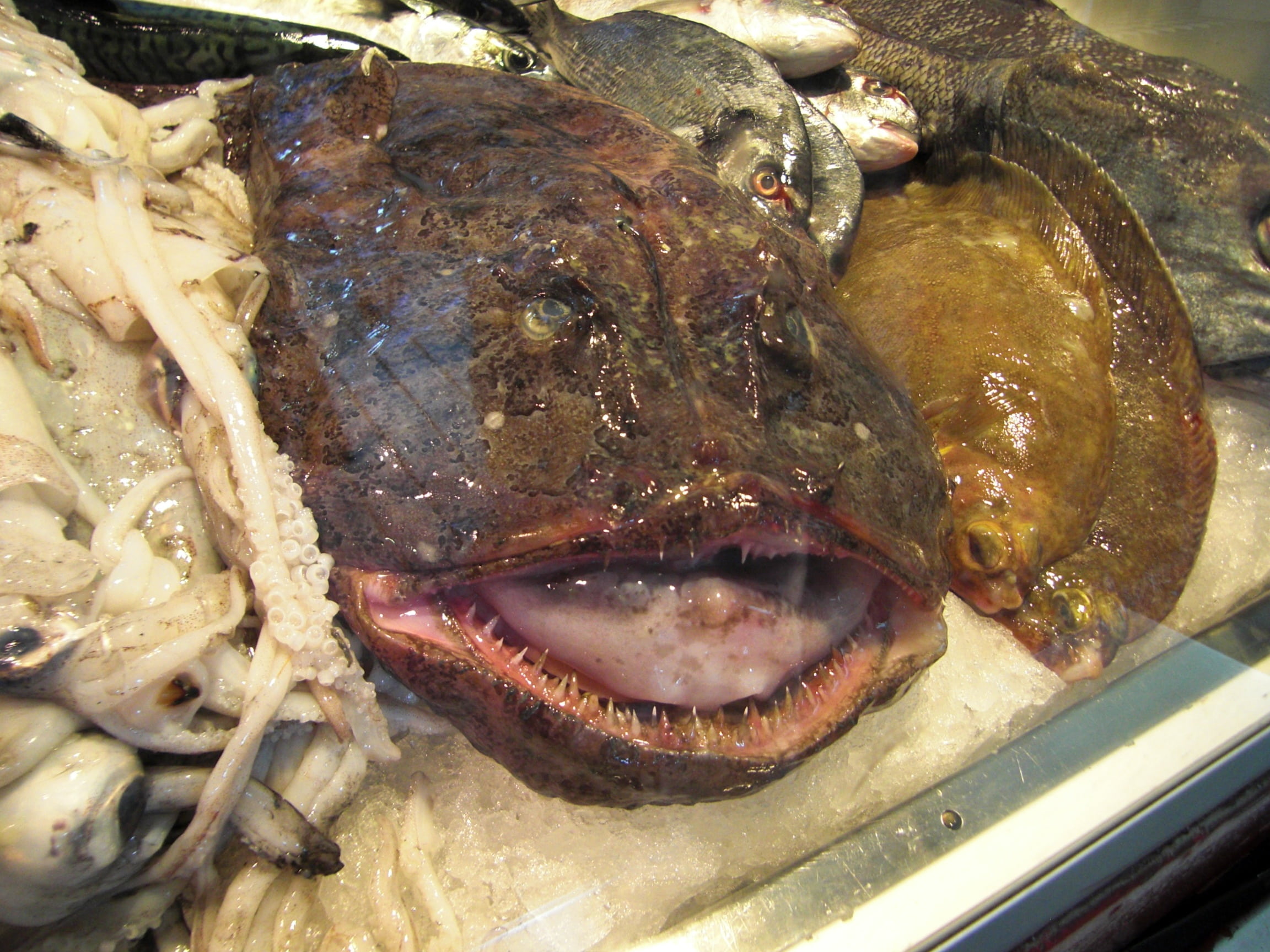 frisch, retail, no people, for sale, fish, market, monkfish, sale, animal, vertebrate, freshness, ugly, food, fish market, seafood, wellbeing, healthy eating, HD Wallpaper