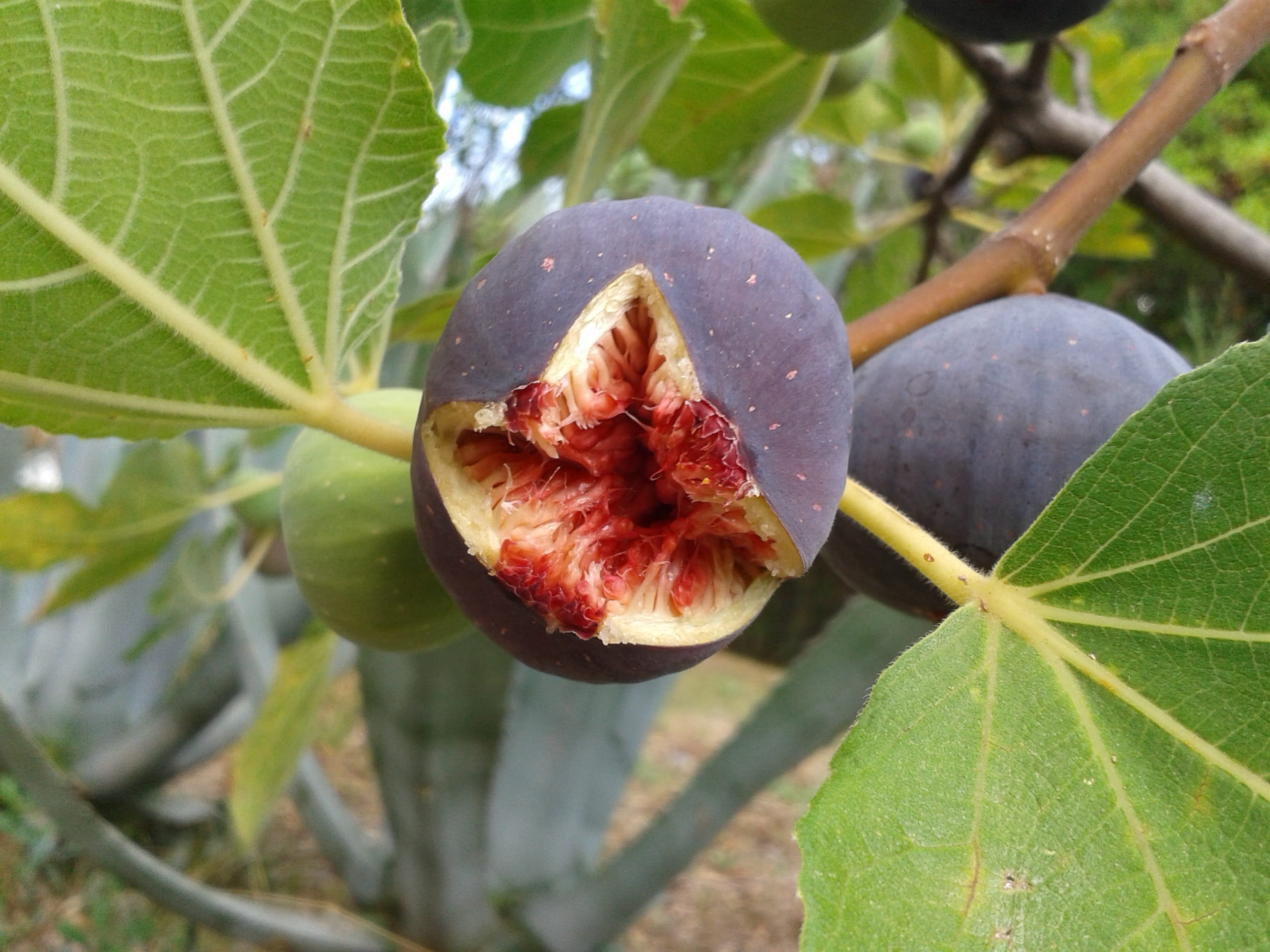 sweet Food, organic, leaf, fig, outdoors, healthy Eating, frisch, close-up, ripe, plant part, no people, food, nature, purple, focus on foreground, fruits, HD Wallpaper