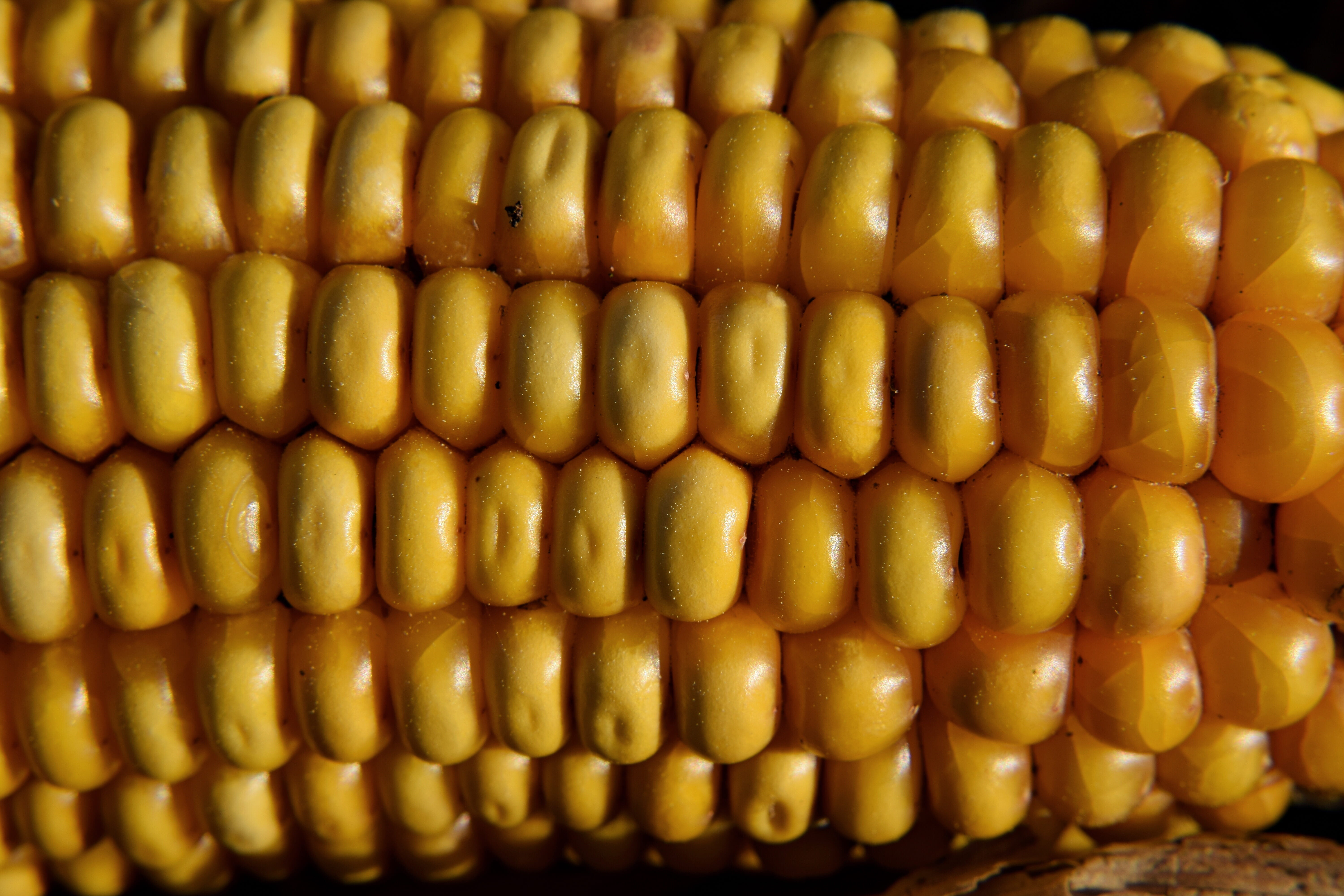 fodder maize, pet food, pattern, agriculture, corn grain, indoors, healthy eating, corn on the cob, sweetcorn, grain, spring, seed, early summer, 5K, harvest, HD Wallpaper