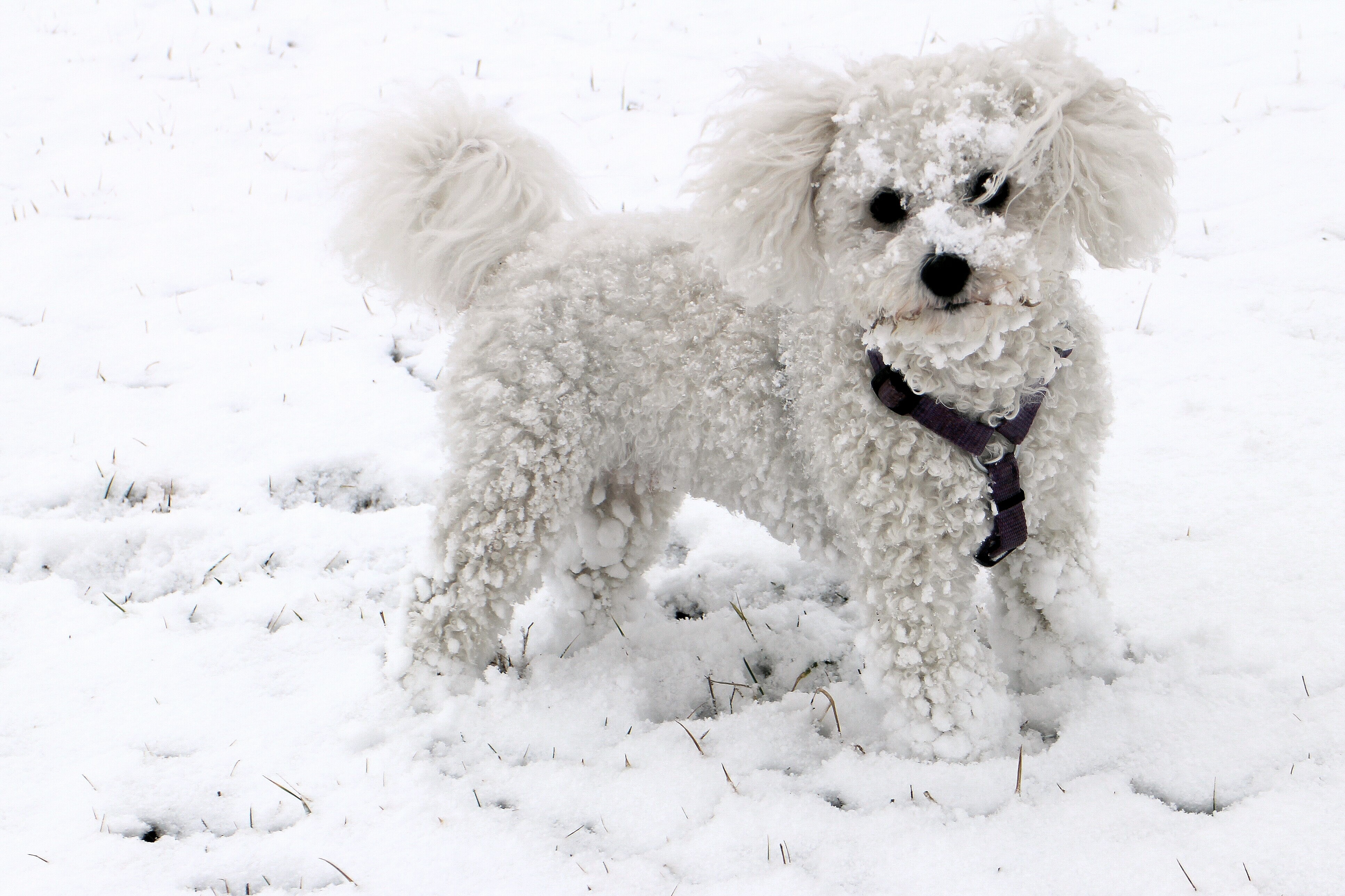 domestic animals, field, emotion, small dog, animal, white, white color, dog, bolognese, day, purebred Dog, canine, winter, vertebrate, outdoors, pets, HD Wallpaper