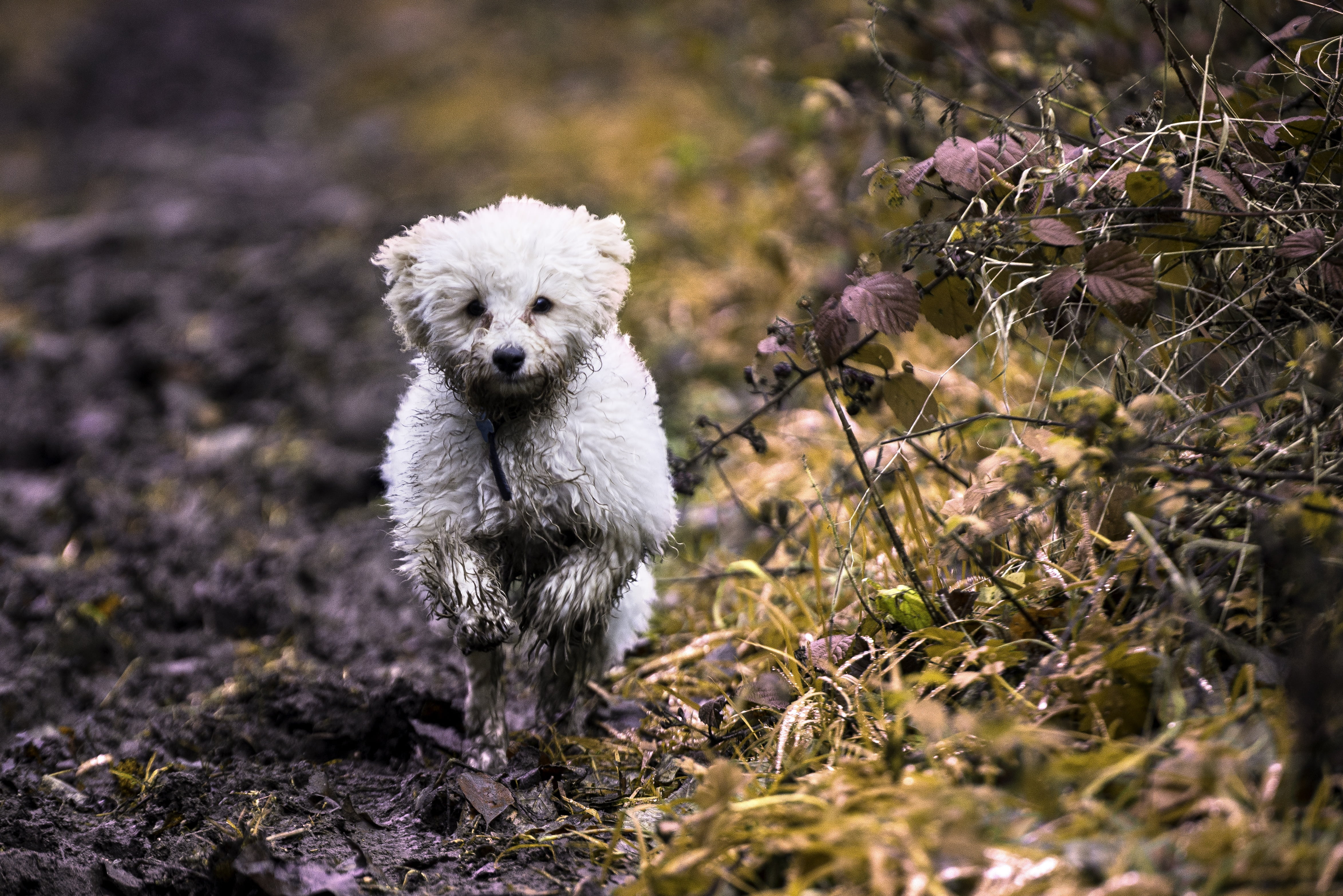 grass, cute, love, one animal, animal, canine, fur, selective focus, land, mud, domestic animals, nature, white, domestic, pet, vertebrate, poodle, pup, HD Wallpaper