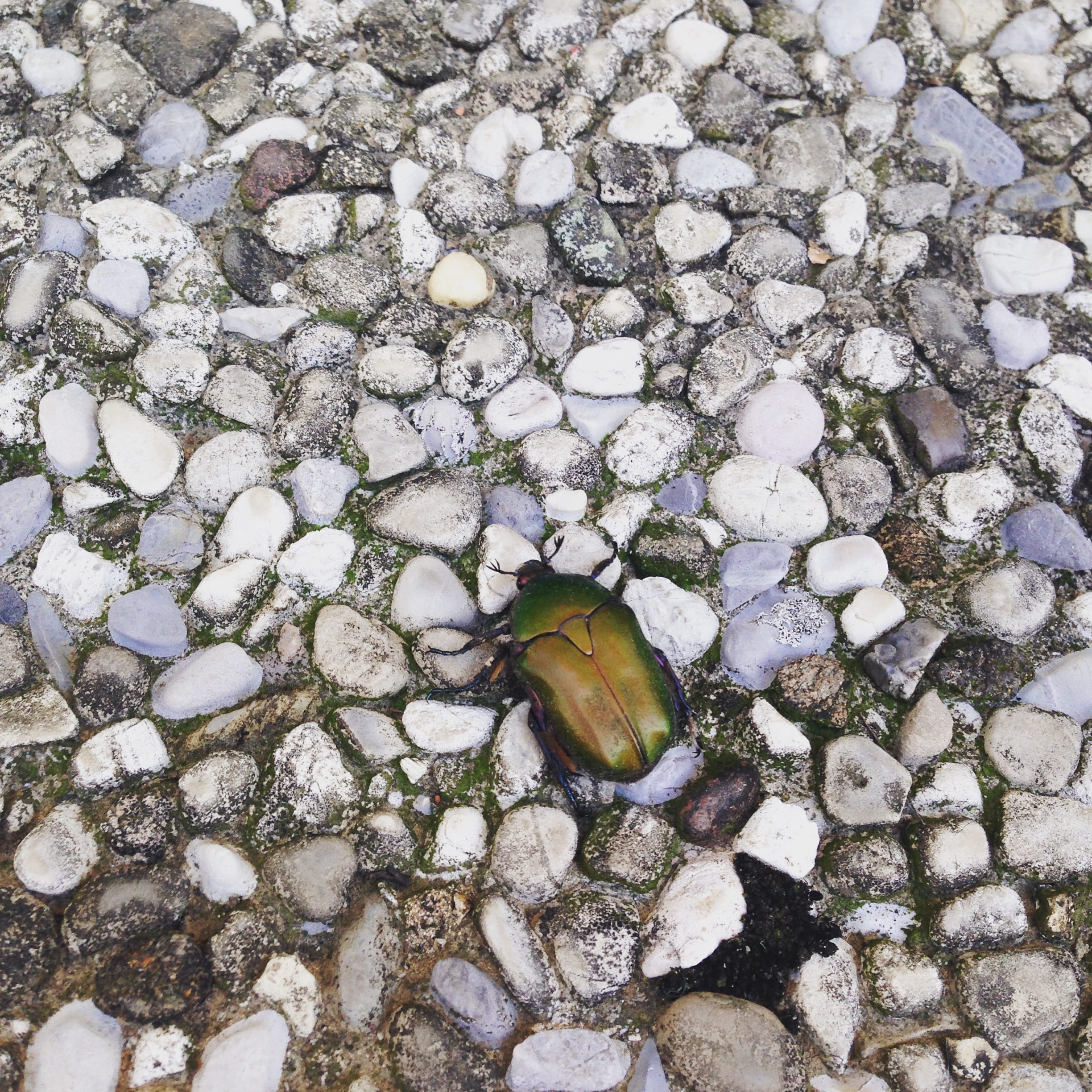 scrabble, outdoors, italy, scarabeo, rock, solid, 1080P, invertebrate, pebble, stone - object, animal, high angle view, insect, animals in the wild, one animal, Phone HD Wallpaper