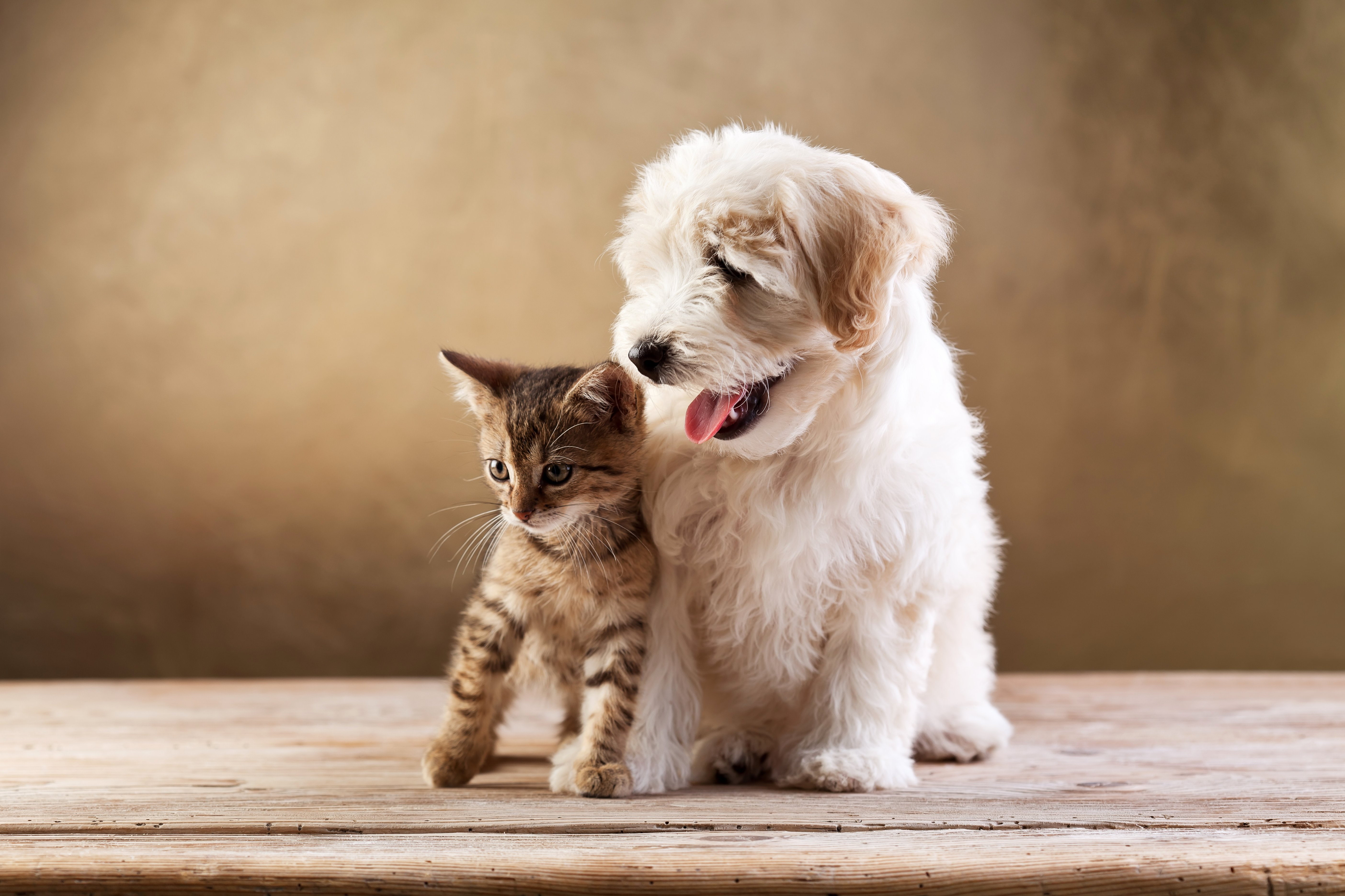 5K, Bolognese, Two, dogs, cats, puppy, animals, baby, Kitten, HD Wallpaper