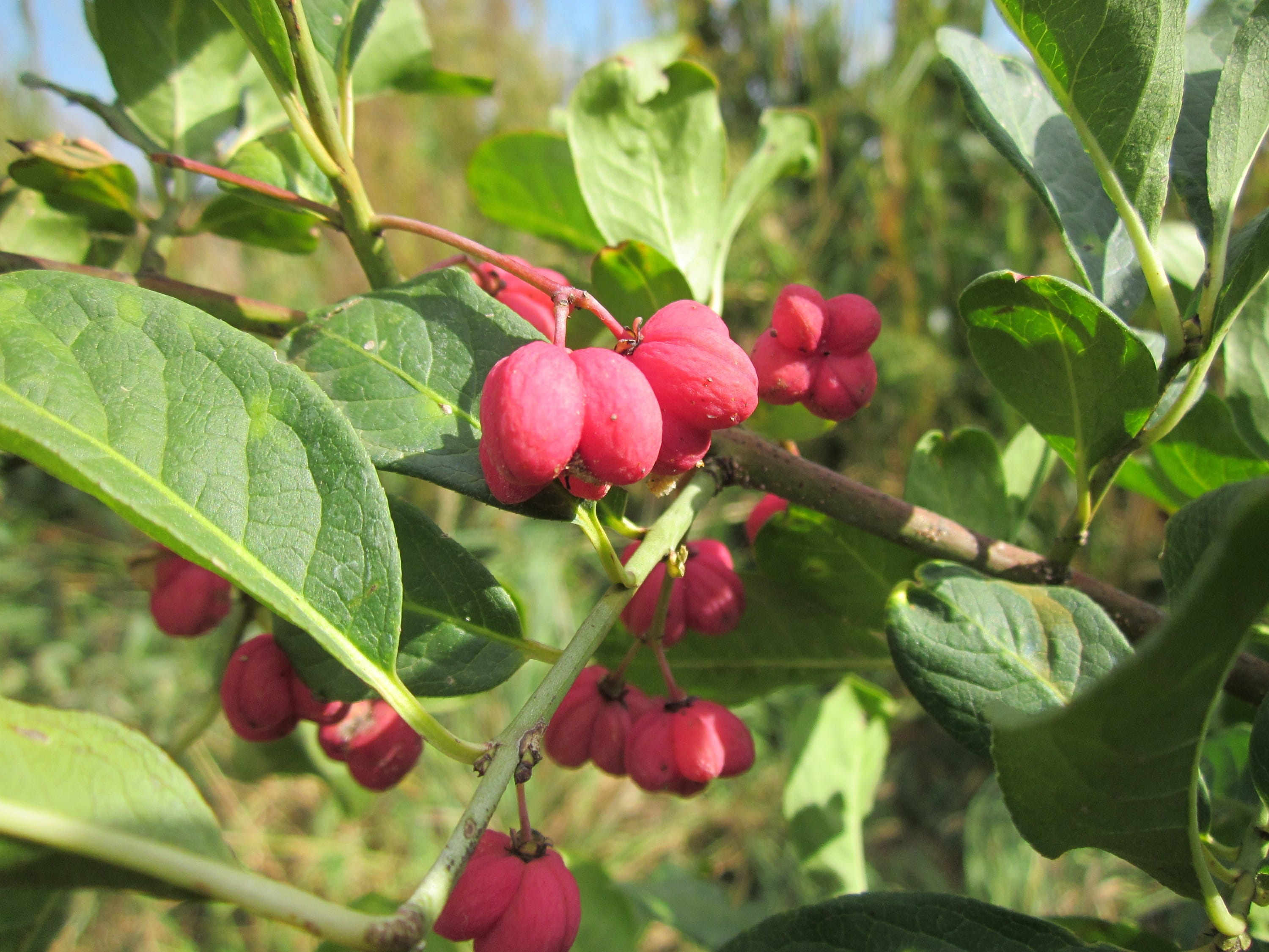 wellbeing, 2K, flora, red, food, shrub, outdoors, plant, tree, day, leaf, food and drink, beauty in nature, fruit, euonymus, ripe, growth, common spindle, HD Wallpaper
