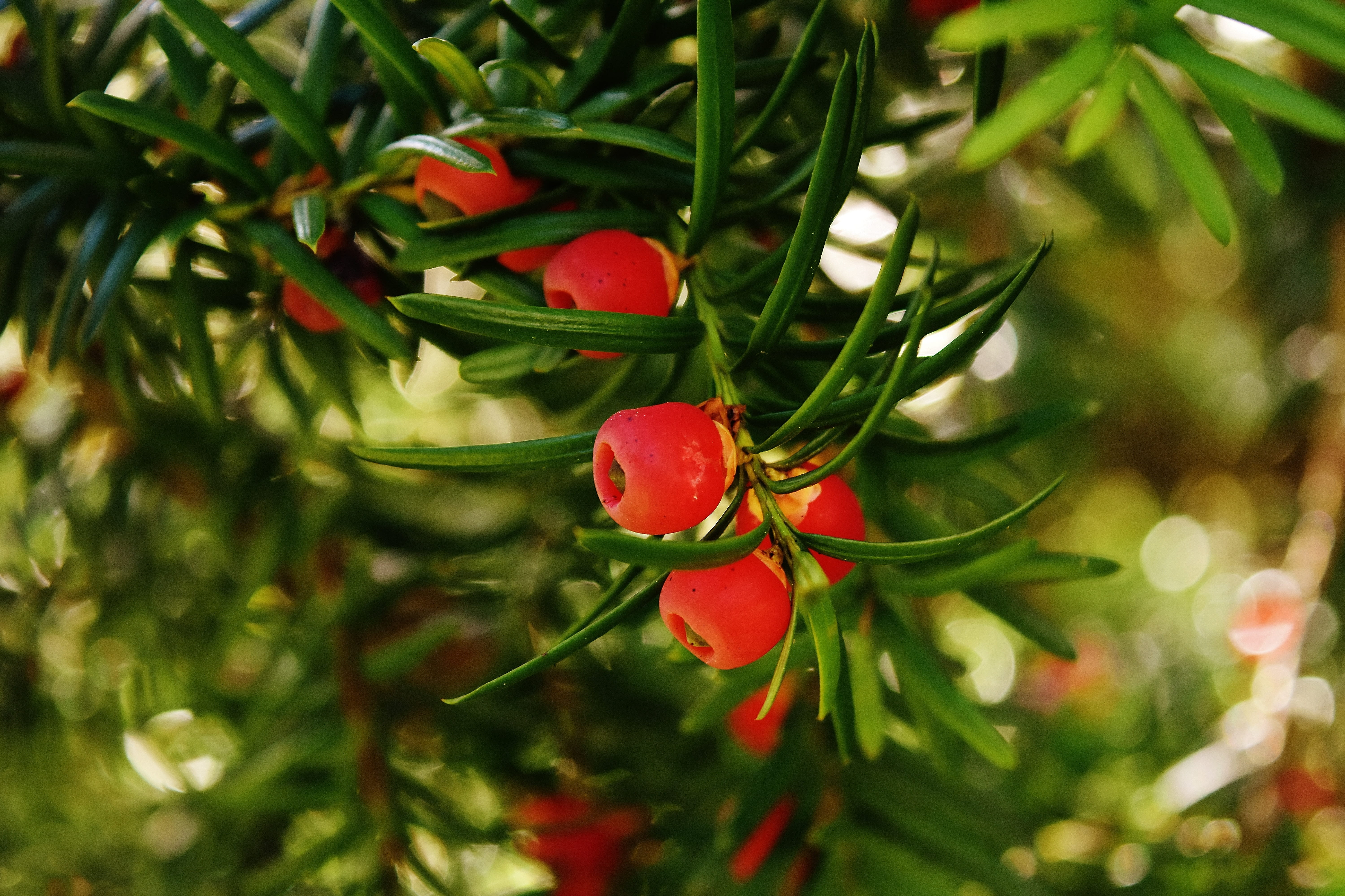 healthy eating, outdoors, leaf, close-up, plant, needles, needle branch, red, conifer, taxus baccata, growth, day, plant part, common yew, rowanberry, 5K, HD Wallpaper