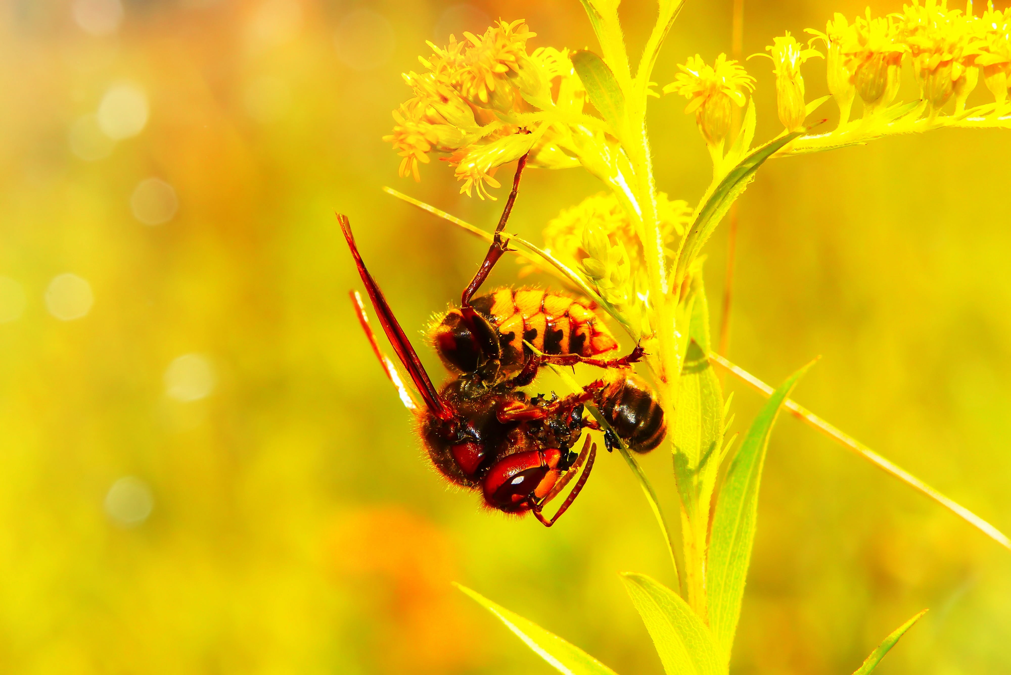 food, invertebrate, flowering plant, flower, beautiful, beauty in nature, no people, animal, 4K, invertebrates, plant, animal themes, lawn, flower head, HD Wallpaper