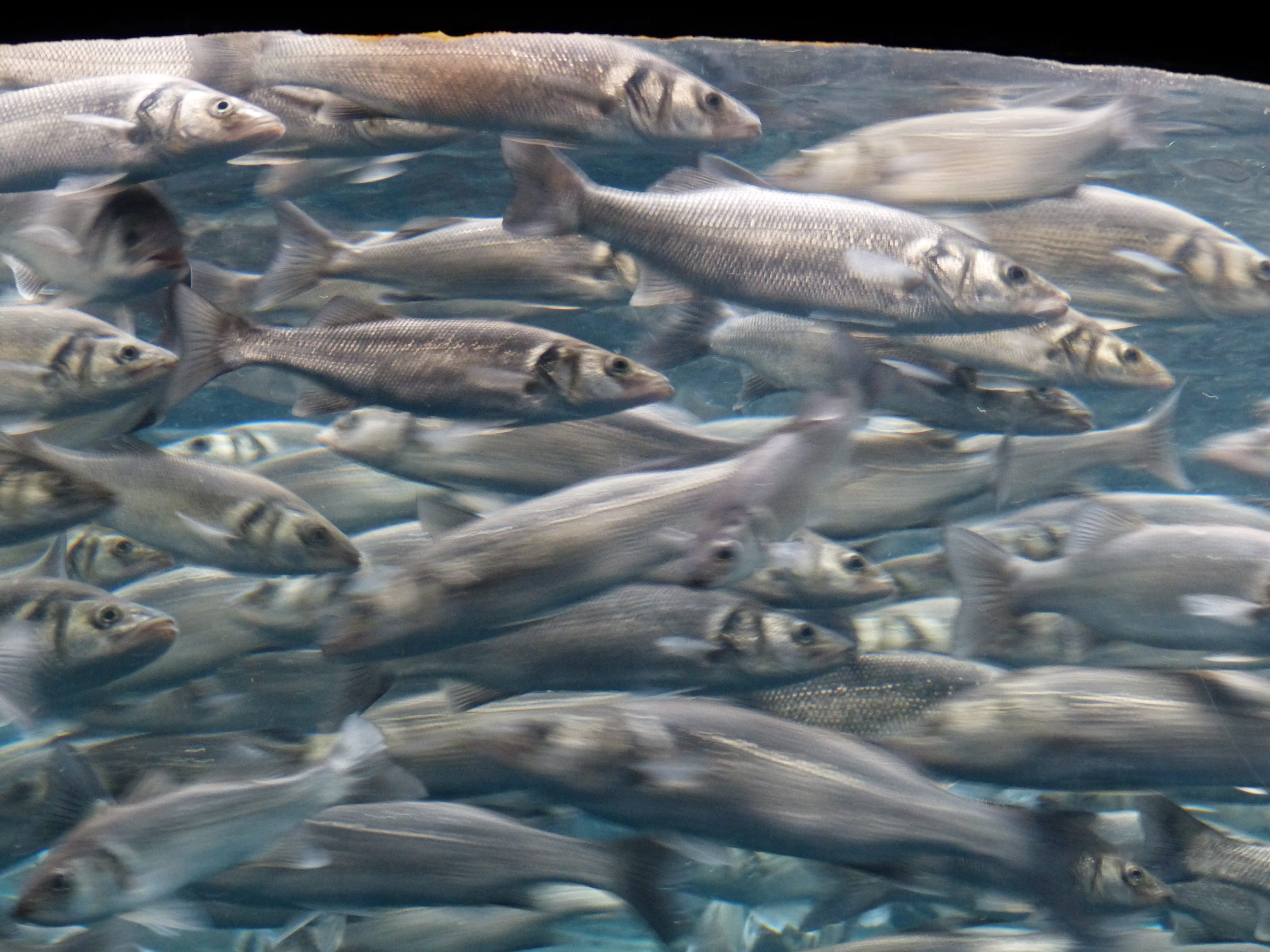 animal family, european sardine, food and drink, sardina pilchardus, animal wildlife, sea, flock of birds, day, underwater, seafood, high angle view, raw food, HD Wallpaper