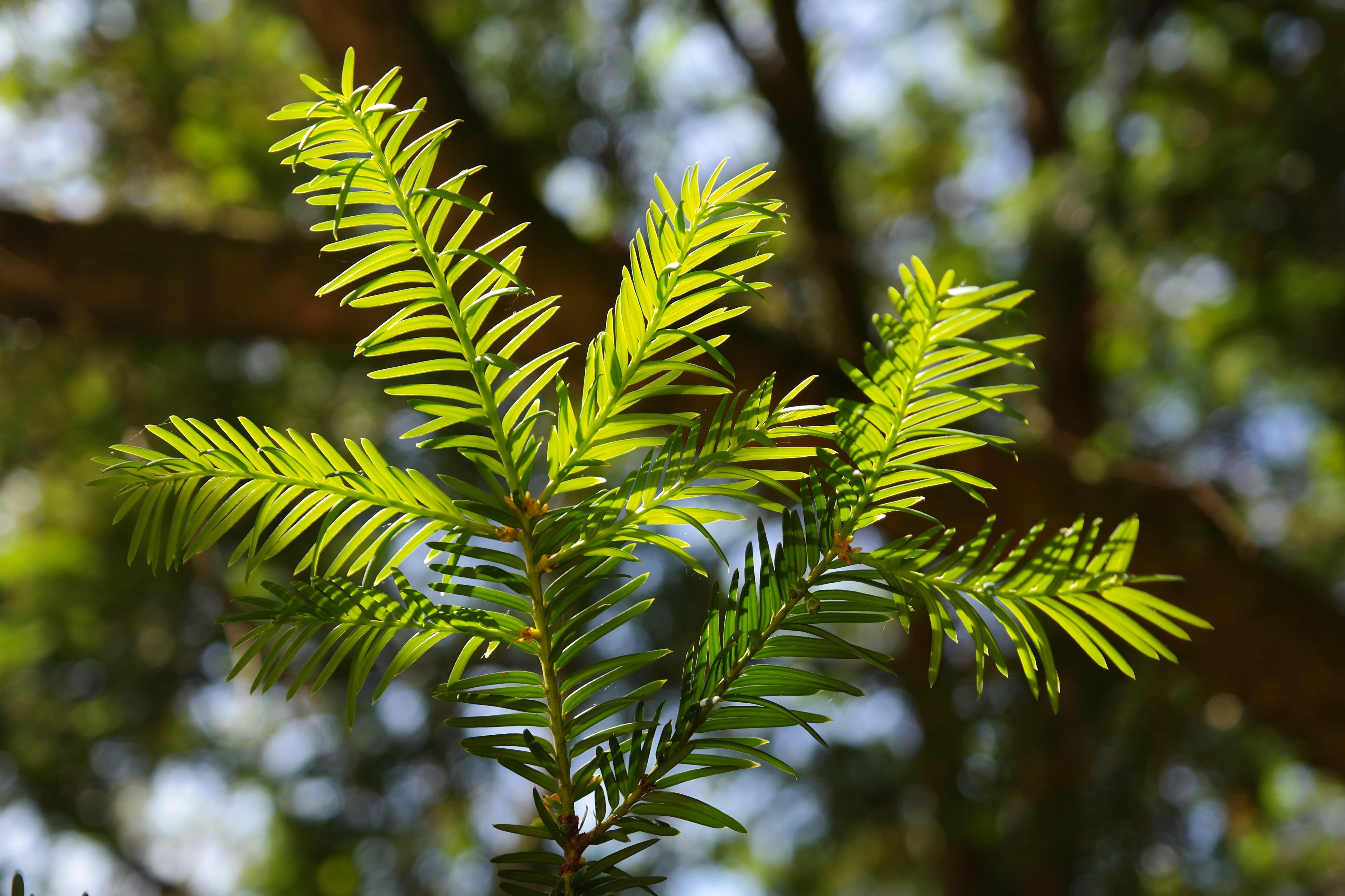 no people, day, poisonous plant, tree, toxic, growth, outdoors, common yew, sunlight, focus on foreground, conifer, beauty in nature, plant part, Branch, HD Wallpaper