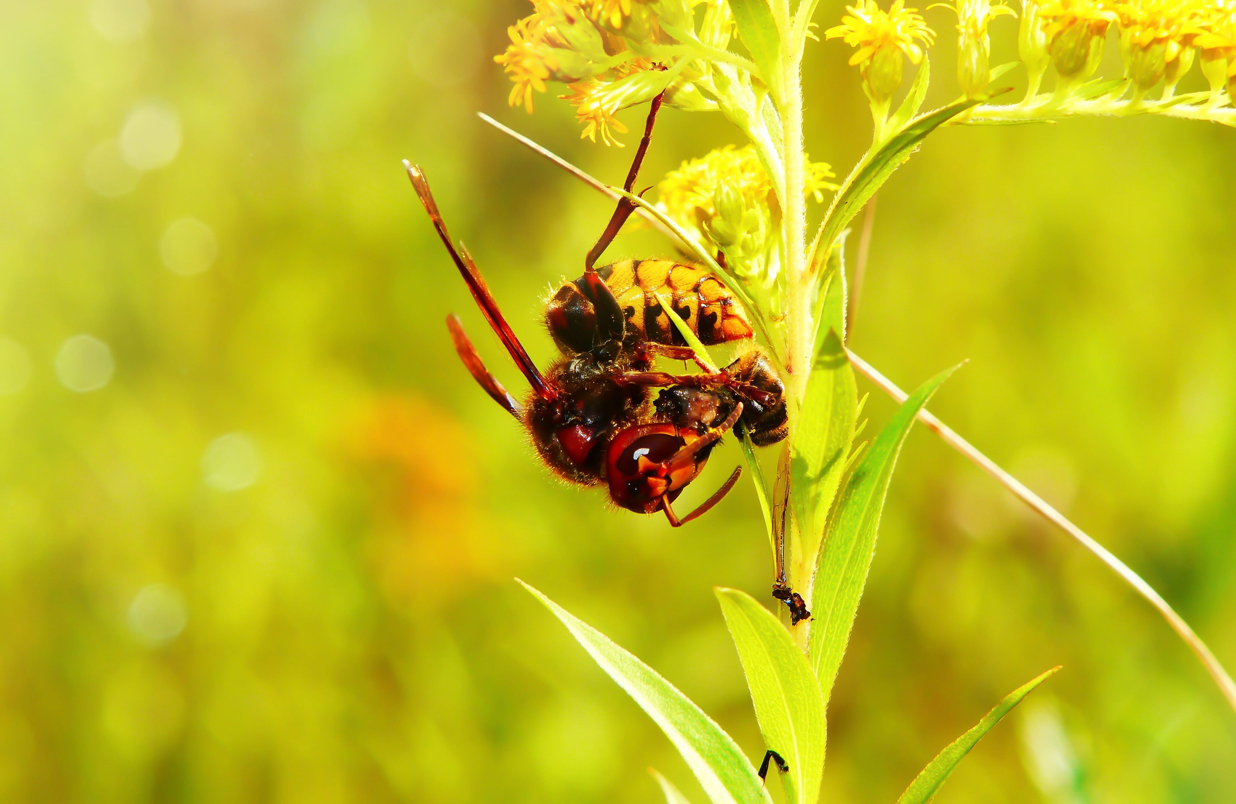 beauty in nature, flowering plant, animal themes, day, invertebrate, summer, pollination, bee miodna, no people, food, close-up, osowate, one animal, the environment, HD Wallpaper