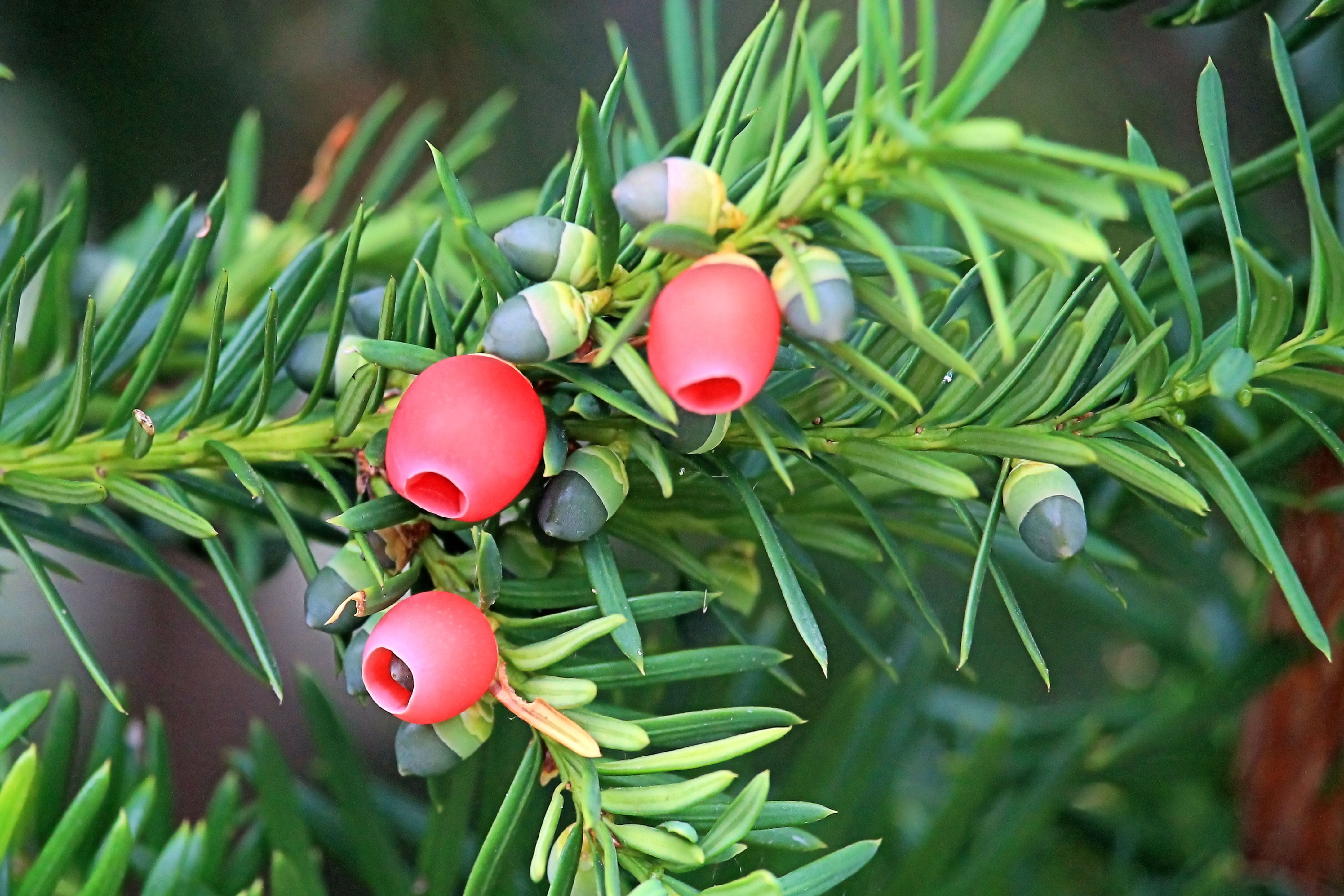 fruit, tree, food, leaf, nature, Yew, beauty in nature, european yew, Needle, healthy eating, Branch, ripe, plant part, plant, growth, day, no people, 4K, HD Wallpaper