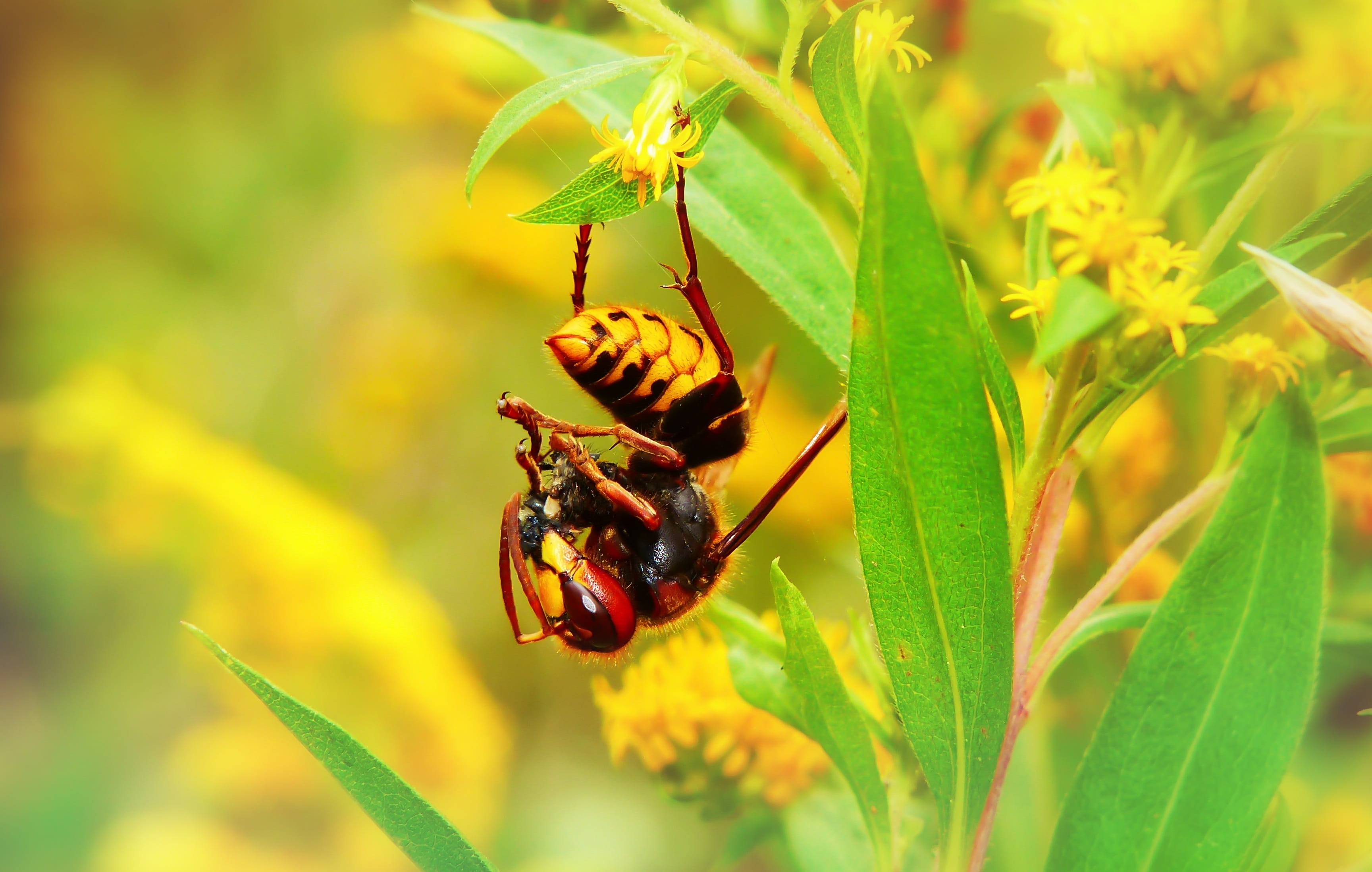 nature, hornet, beauty in nature, biology, close-up, animals, animals in the wild, pollination, osowate, the environment, at the court of, outdoors, invertebrates, HD Wallpaper
