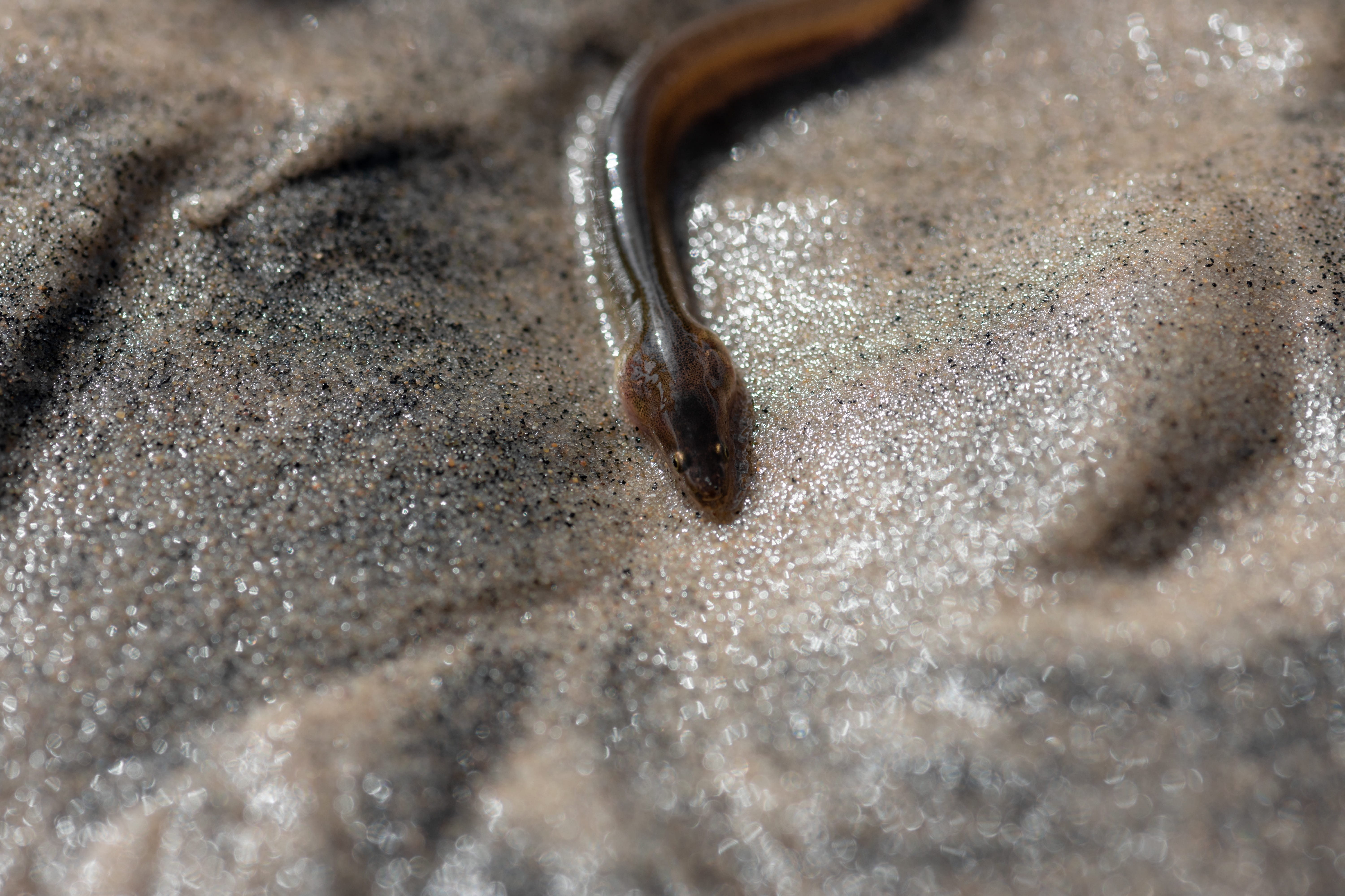 kitchen utensil, shiny, one animal, no people, selective focus, sand, nature, animal, high angle view, animal themes, eyes, snake-shaped, fish, 5K, brown, HD Wallpaper
