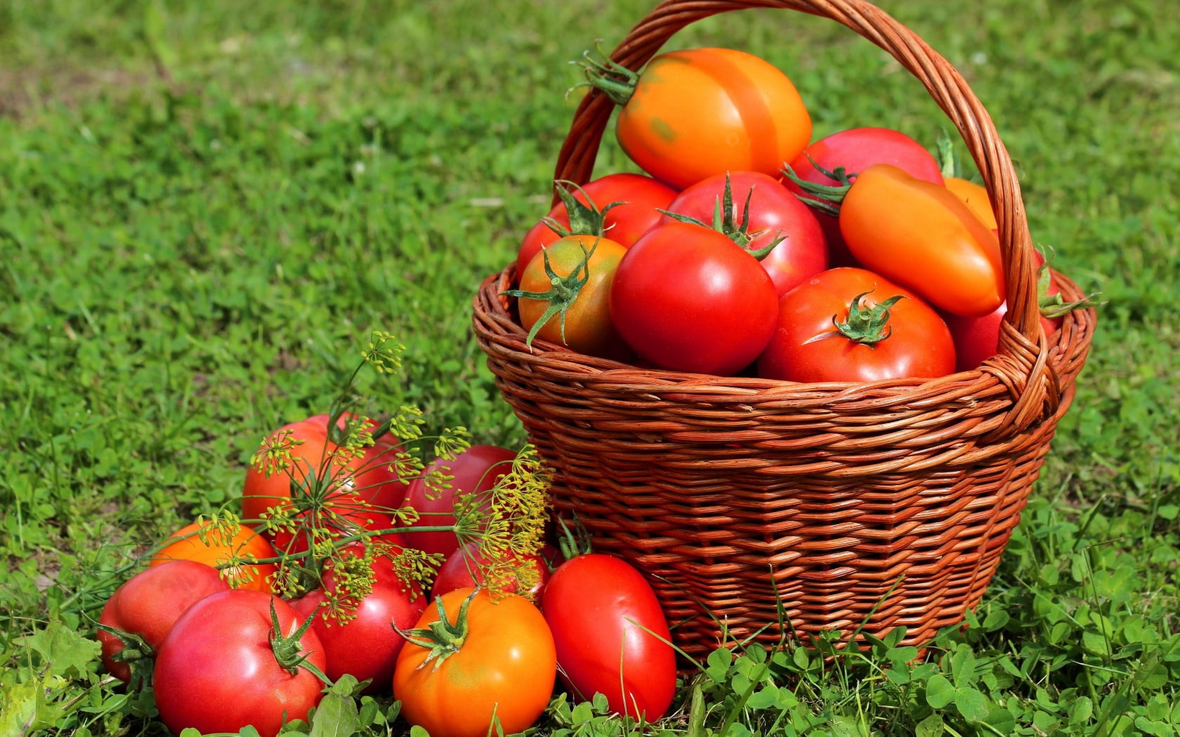 fruit, food and drink, tomatoes, wellbeing, outdoors, red, freshness, nature, homegrown produce, vegetable, container, no people, 720P, agriculture, ripe, HD Wallpaper