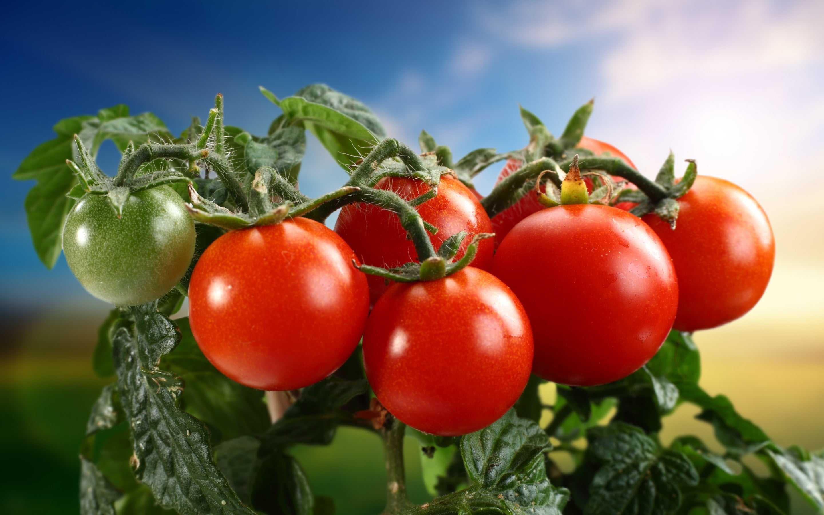 cherry Tomato, tomato Plant, close-up, ripe, homegrown Produce, vegetable Garden, wellbeing, healthy Eating, branch, agriculture, vegetable, nature, focus on foreground, HD Wallpaper