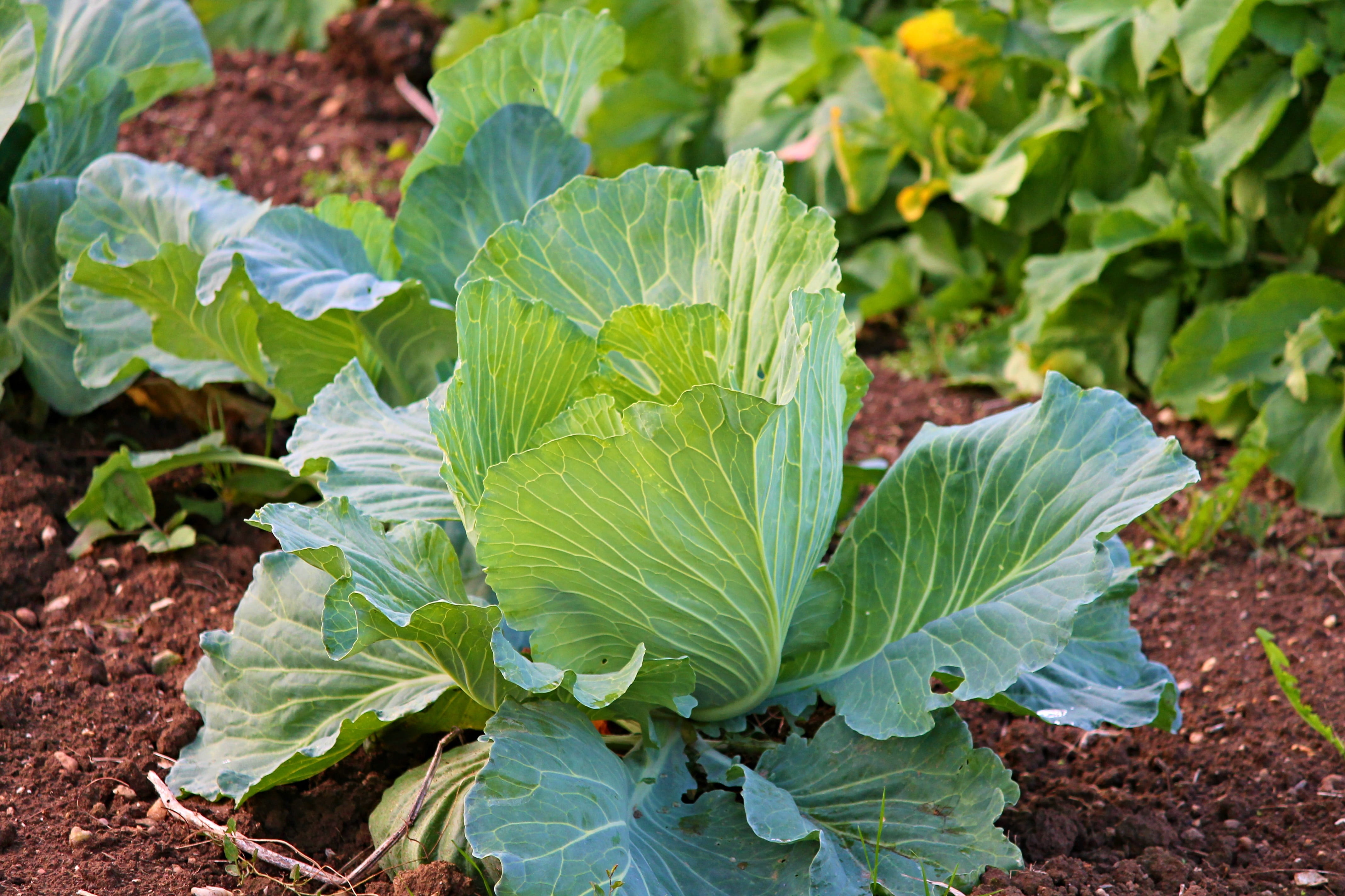 growth, plant part, green color, close-up, ground, vegetables, vitamins, eat, gardening, food and drink, green, day, no people, head cabbage, vegetable growing, HD Wallpaper