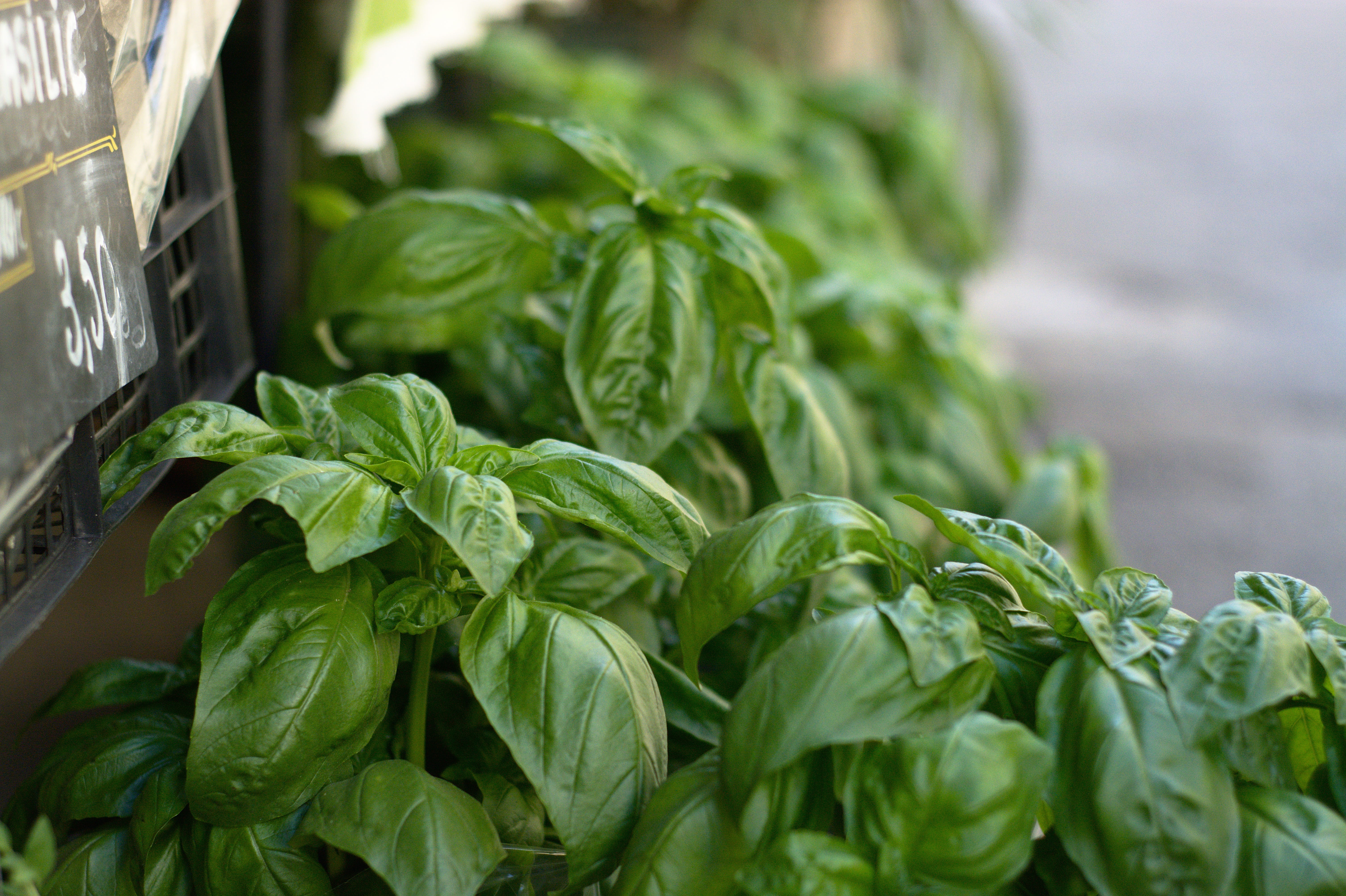 plant part, spinach, plant, selective focus, healthy eating, green color, herb, 5K, nature, leaf, outdoors, pistou, wellbeing, aromatic plant, freshness, HD Wallpaper