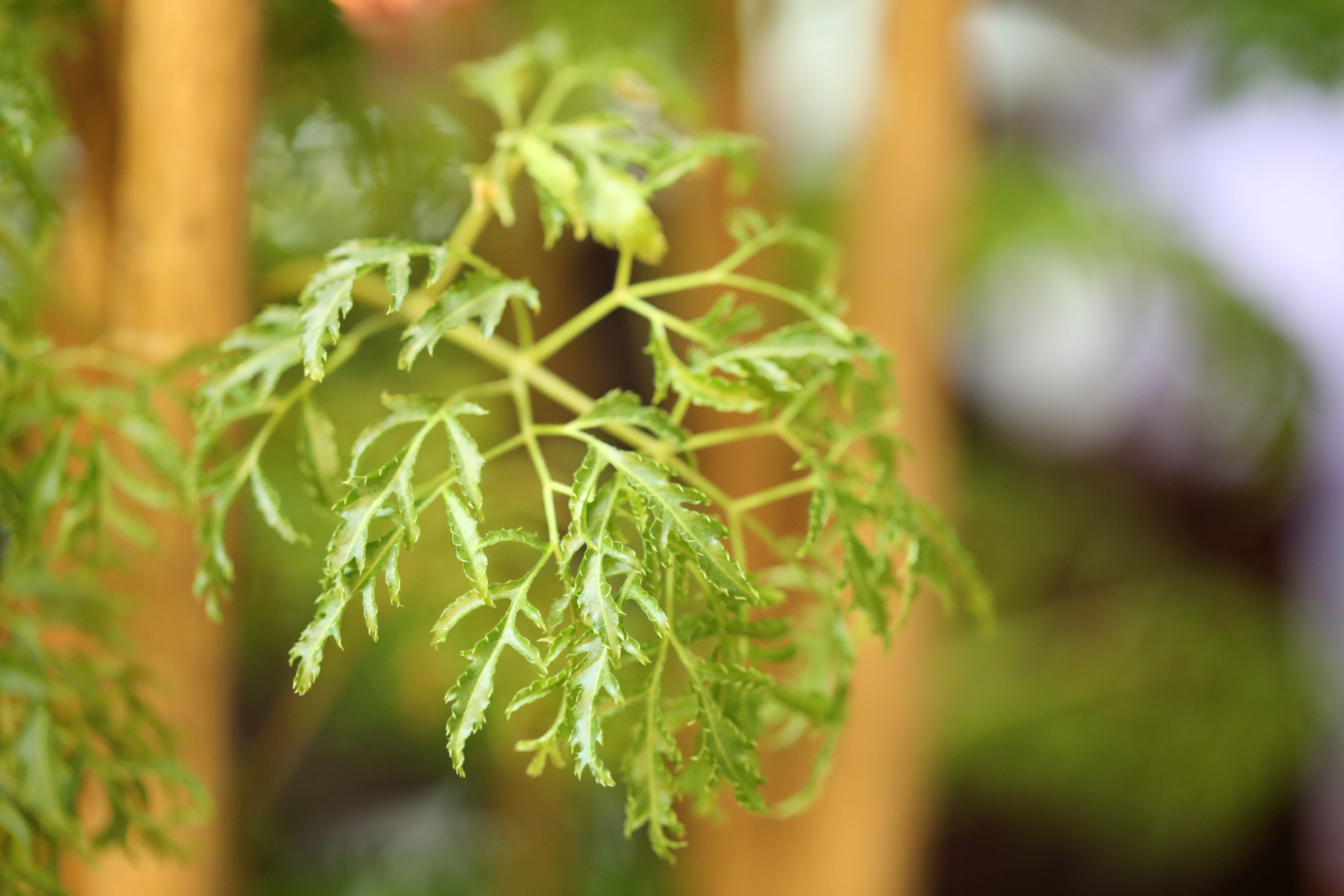 day, wellbeing, growth, selective focus, organic, flower pot, 5K, herb, agriculture, feather leaf, leaf, no people, food, plant part, nature, homegrown produce, HD Wallpaper
