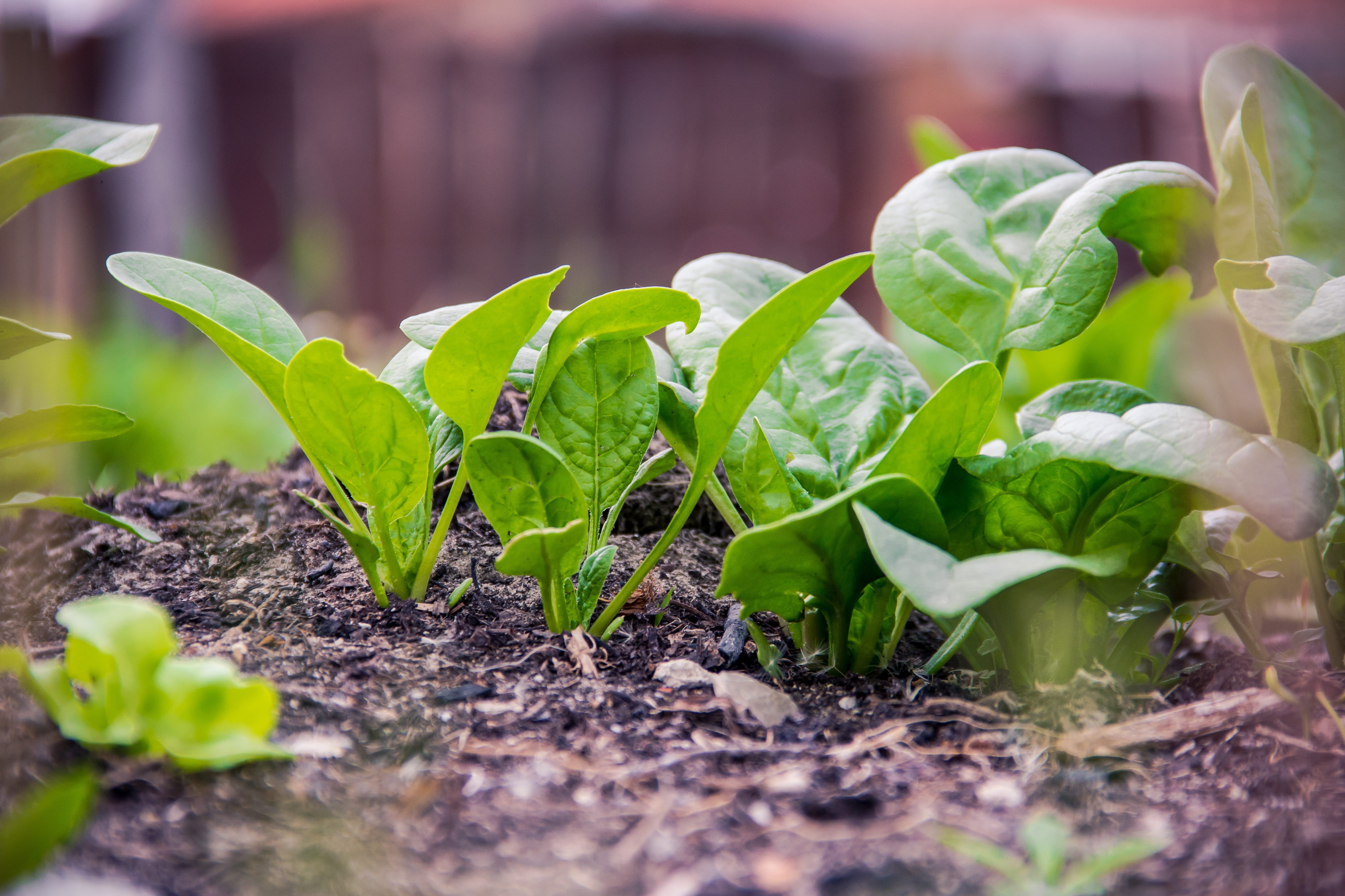 smoothie, beginnings, homegrown produce, fresh, building, grass, tree, lifestyle, dirt, seedling, herb, freshness, natural, growth, green color, green, HD Wallpaper