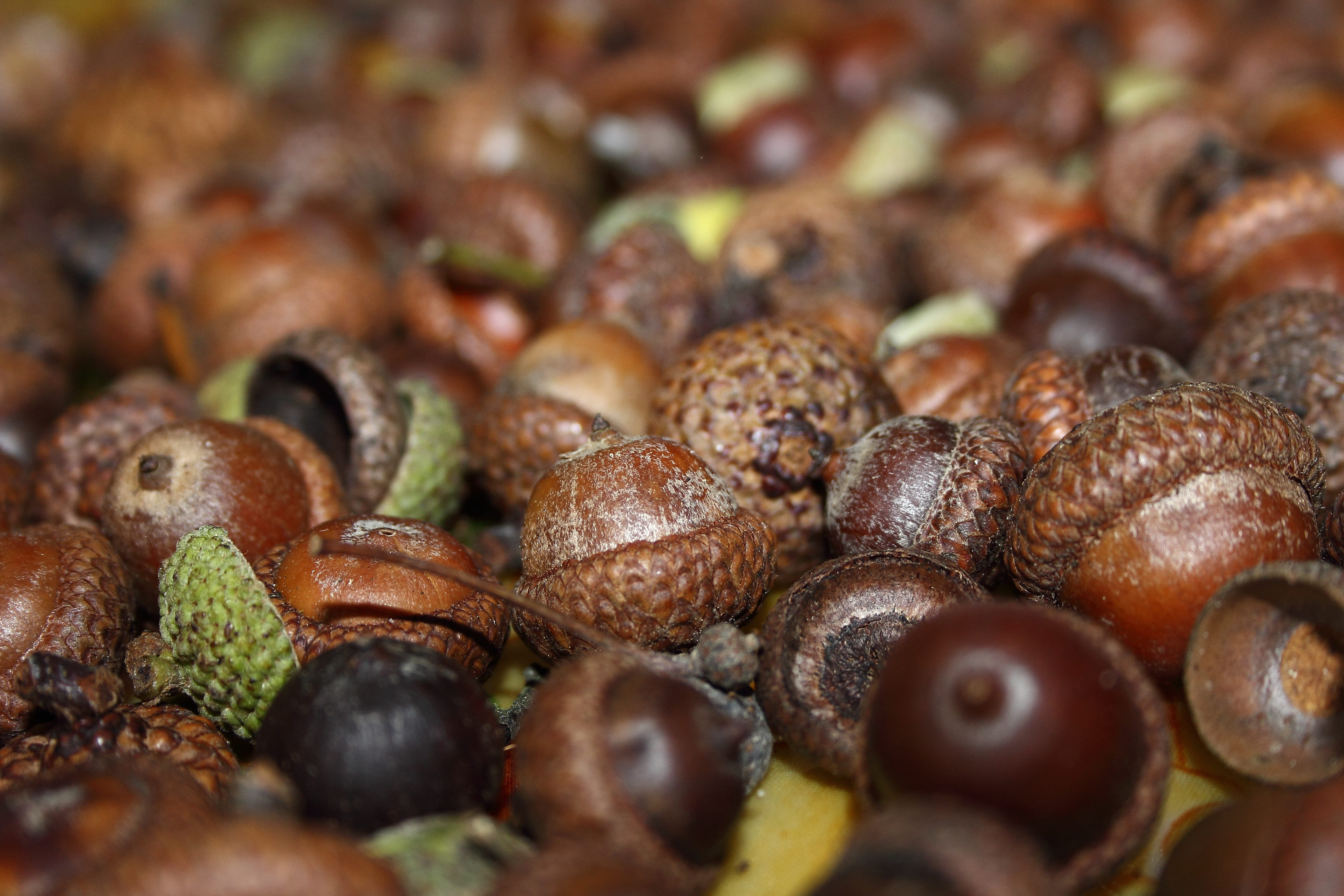 Brown, fruit, wellbeing, food, selective focus, backgrounds, nuts, animal themes, 5K, large group of animals, autumn, homegrown produce, business, abundance, HD Wallpaper