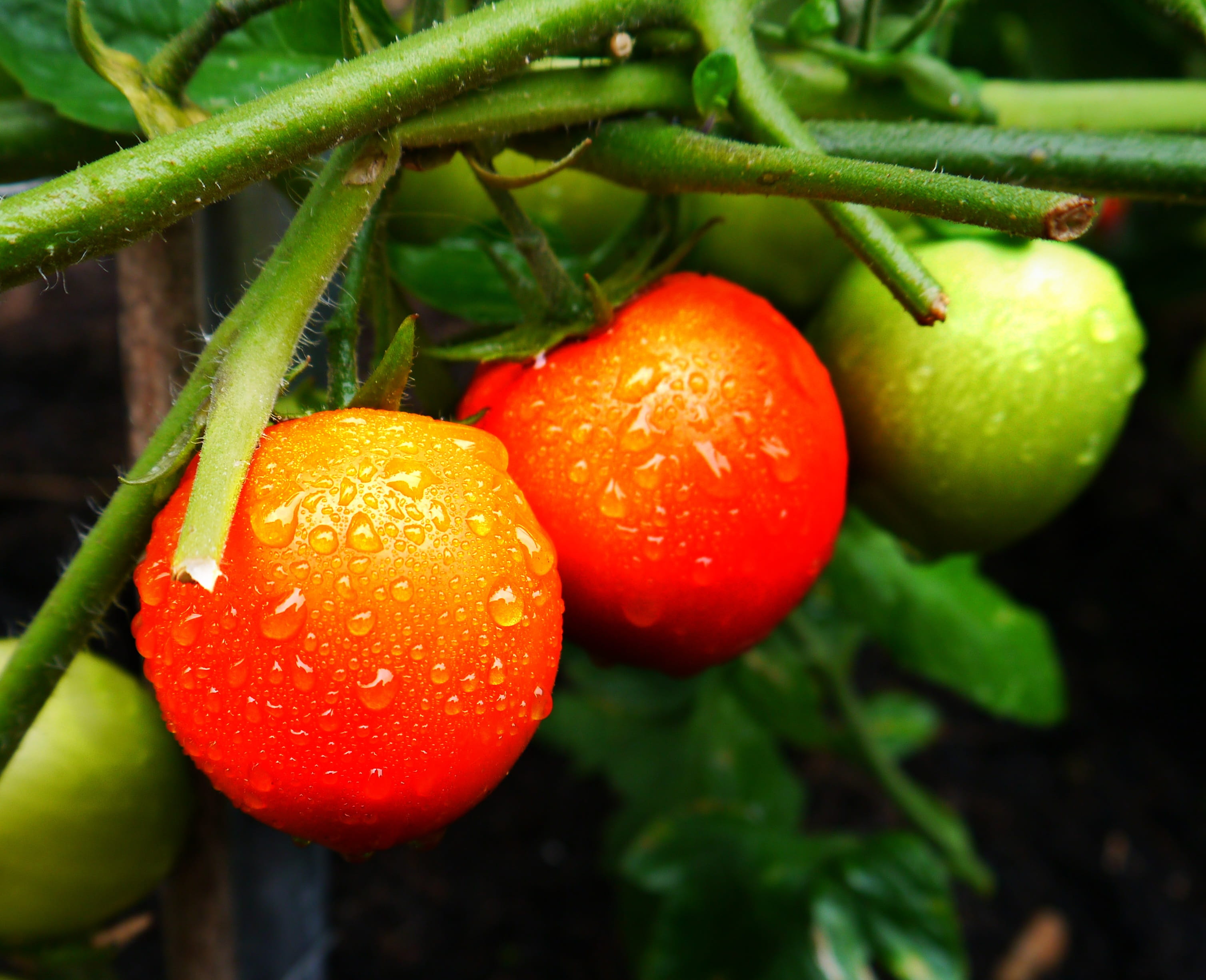variety, fruit, red, heirloom, homegrown, natural, groceries, plant part, day, agriculture, harvest, raw, garden, close-up, nature, ingredient, ripe, salad, HD Wallpaper