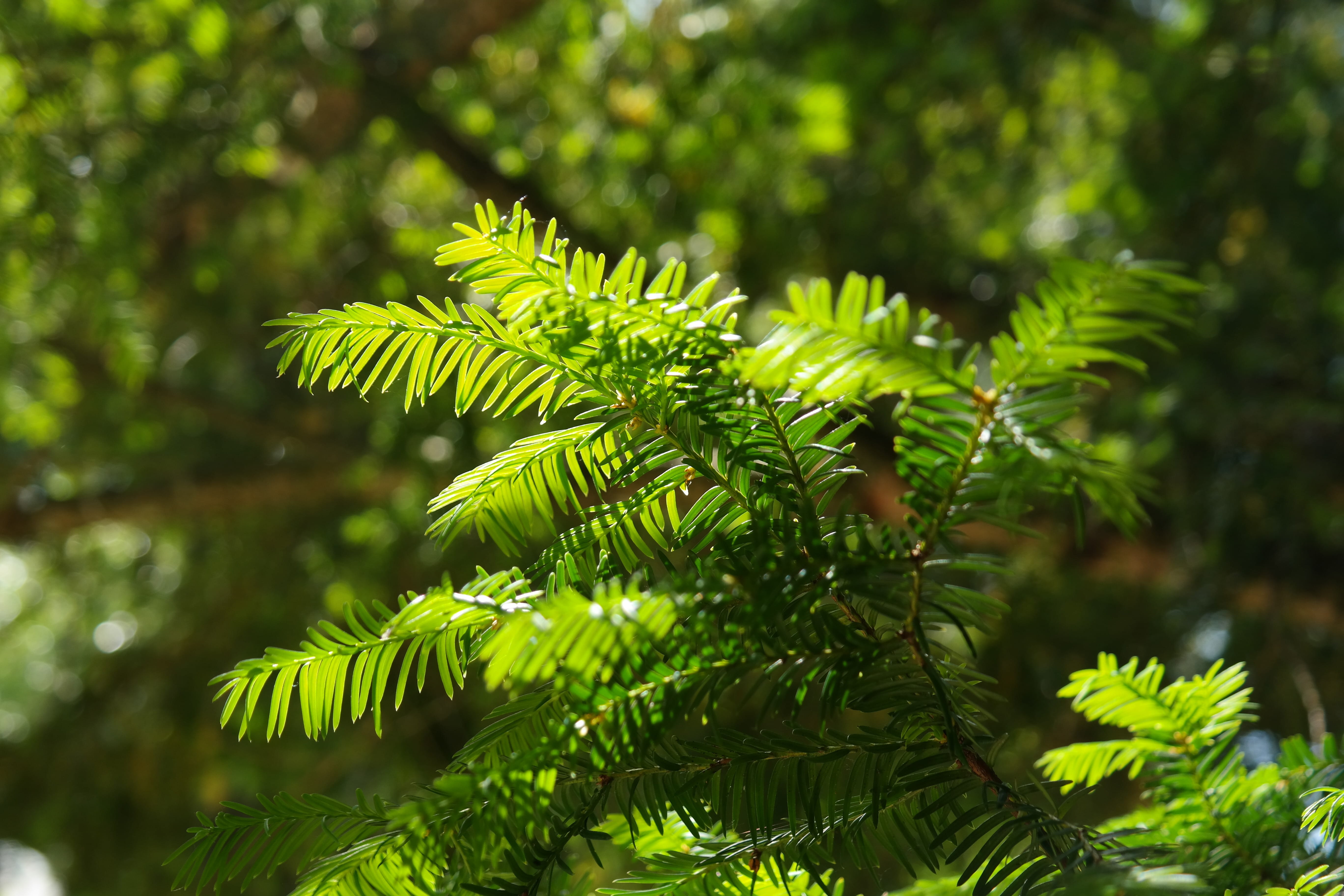 Yew, taxus baccata, beauty in nature, focus on foreground, 5K, tranquility, poisonous plant, no people, pine tree, conifer, taxus, european yew, forest, HD Wallpaper