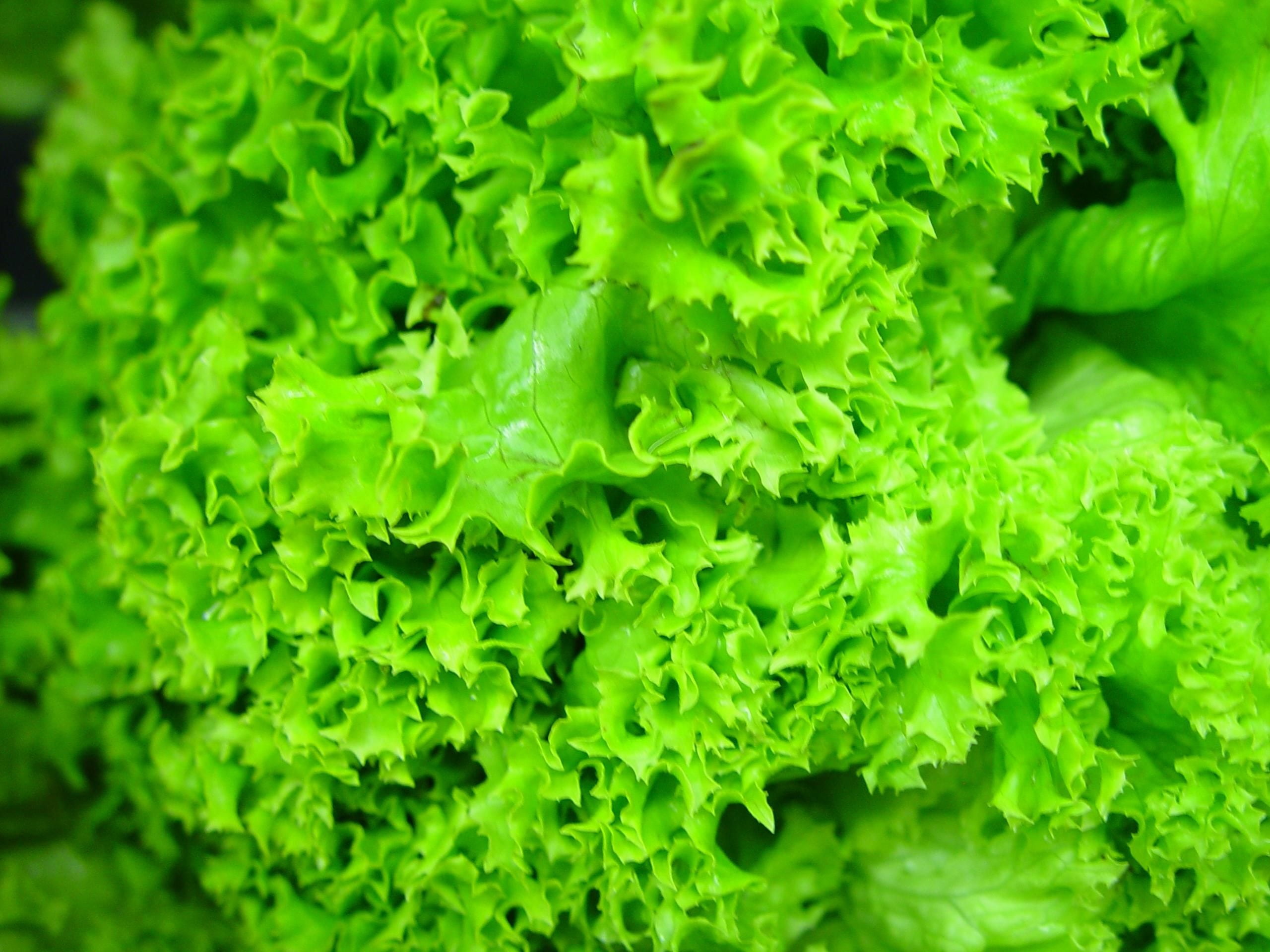 green Color, no people, indoors, 2K, plant, freshness, growing, green, vegetable, healthy Eating, extreme close-up, vegetarian Food, plant part, lettuce, HD Wallpaper