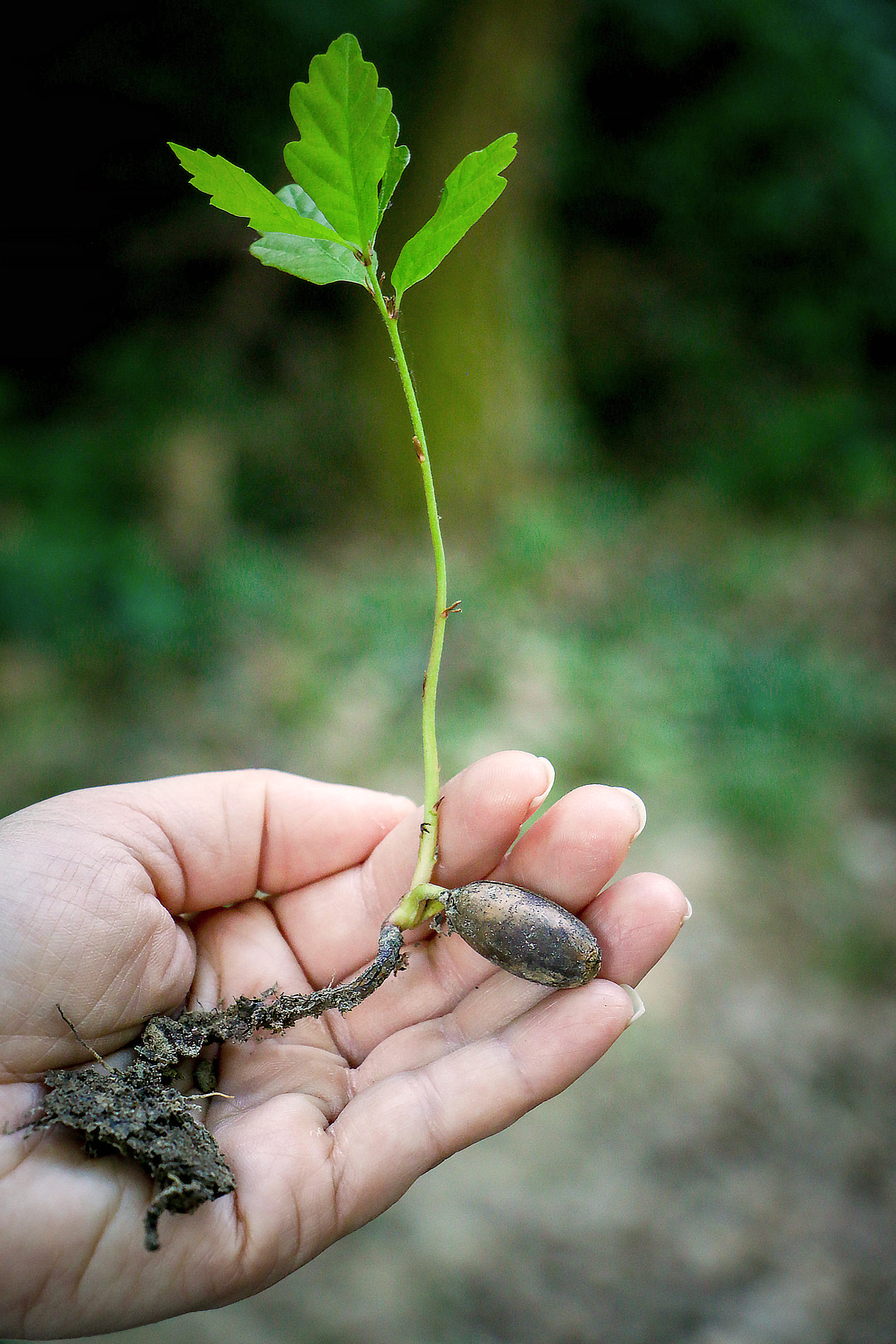 human finger, person, sapling, hand, green, growth, care, hands cupped, small, body part, gardening, green color, plant part, nature, plant, unrecognizable person, Phone HD Wallpaper