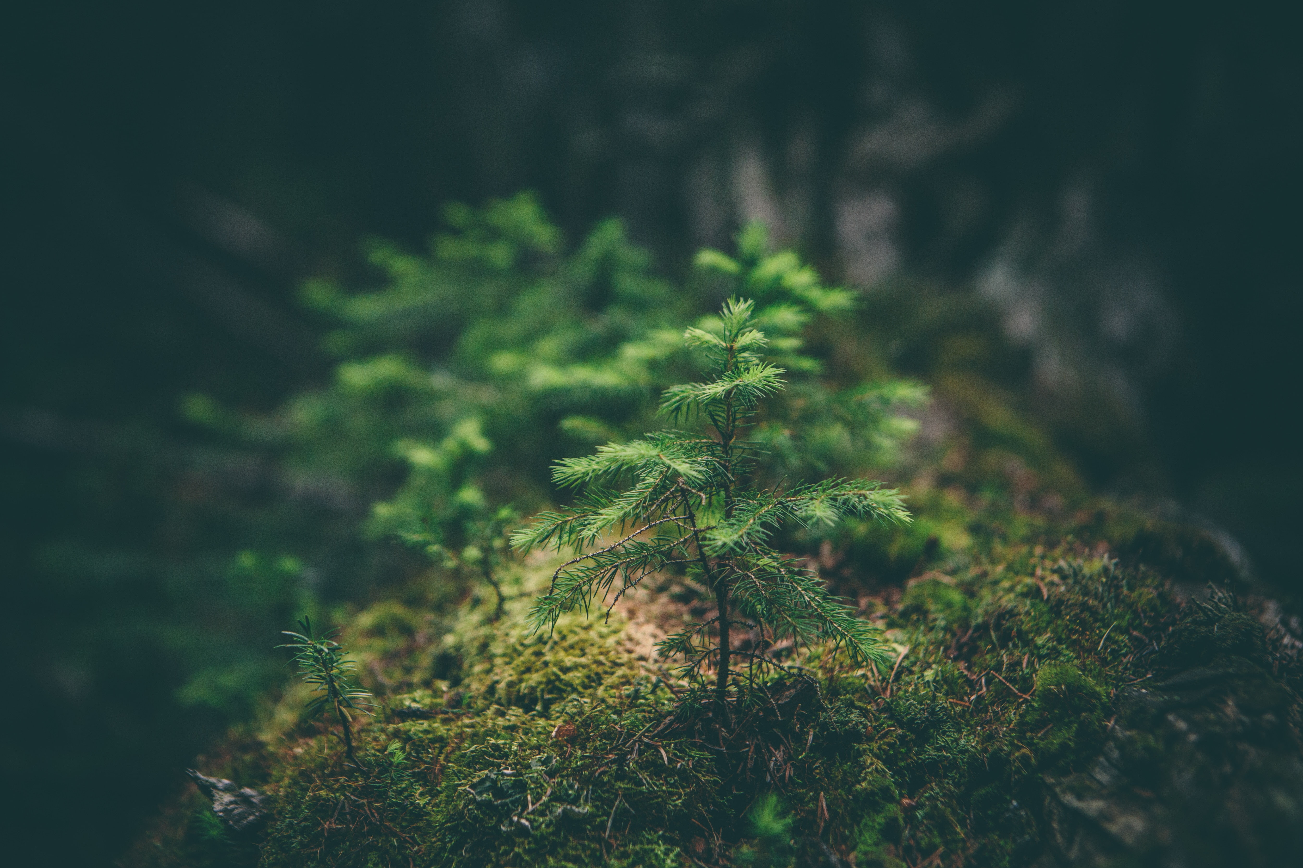grass, sapling, needles, macro, 4K, HD Wallpaper