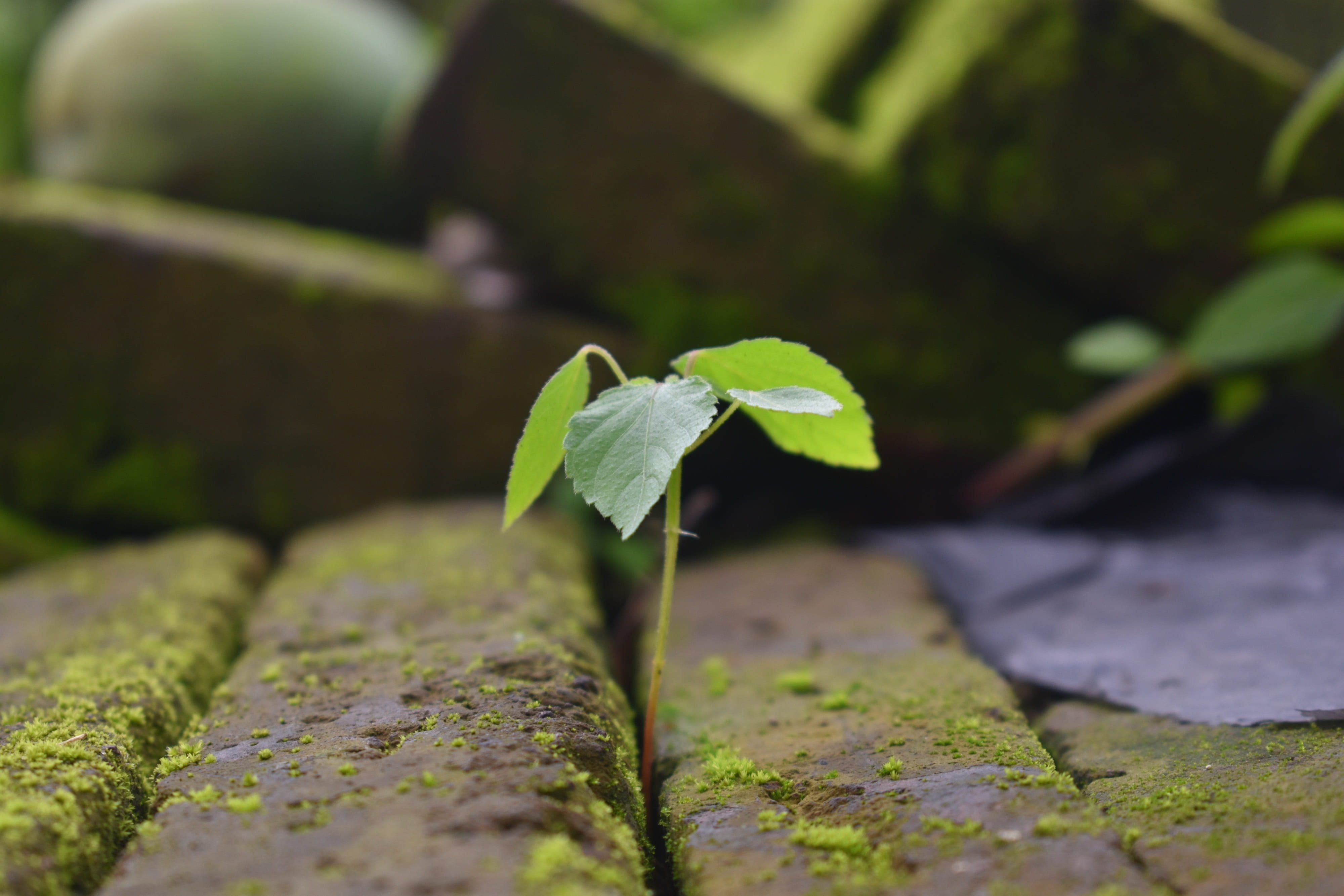 growth, botany, new life, leaf, day, wild, plant, seed, wild plant, plant stem, fragility, botanical, no people, vulnerability, seedling, beginnings, freshness, HD Wallpaper